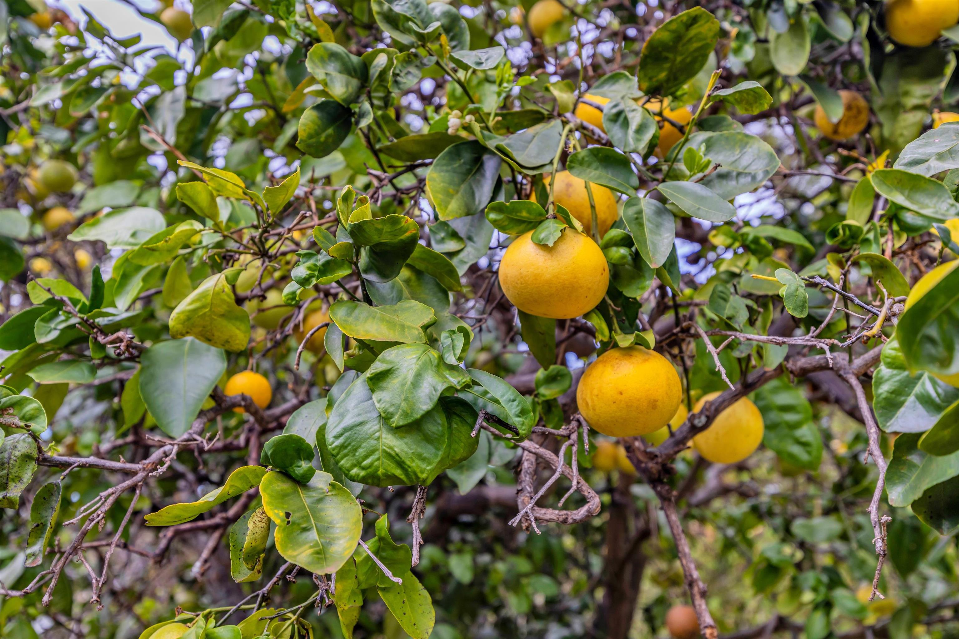24  Kau St Kula Kai, Kula/Ulupalakua/Kanaio home - photo 38 of 50