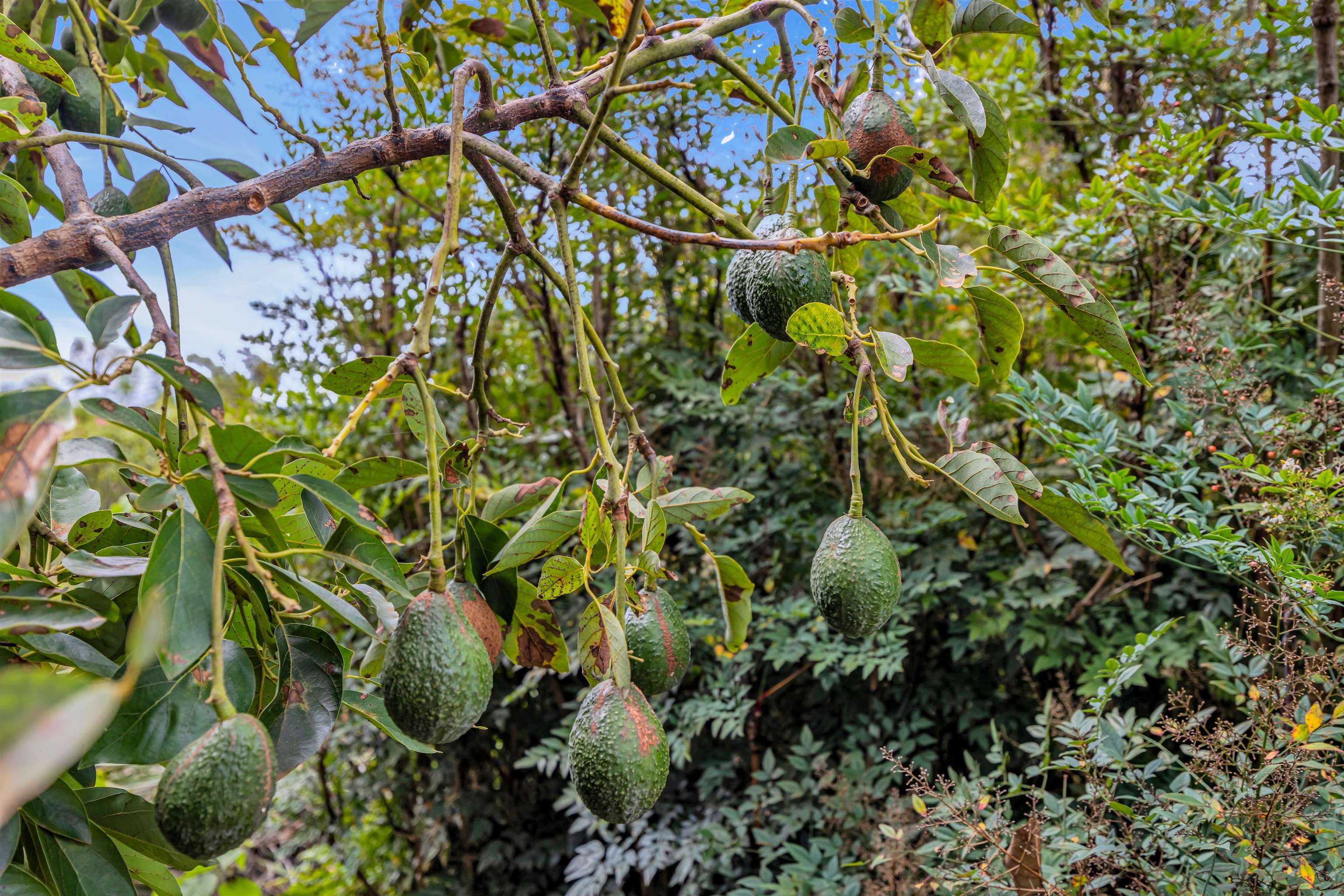 24  Kau St Kula Kai, Kula/Ulupalakua/Kanaio home - photo 40 of 50