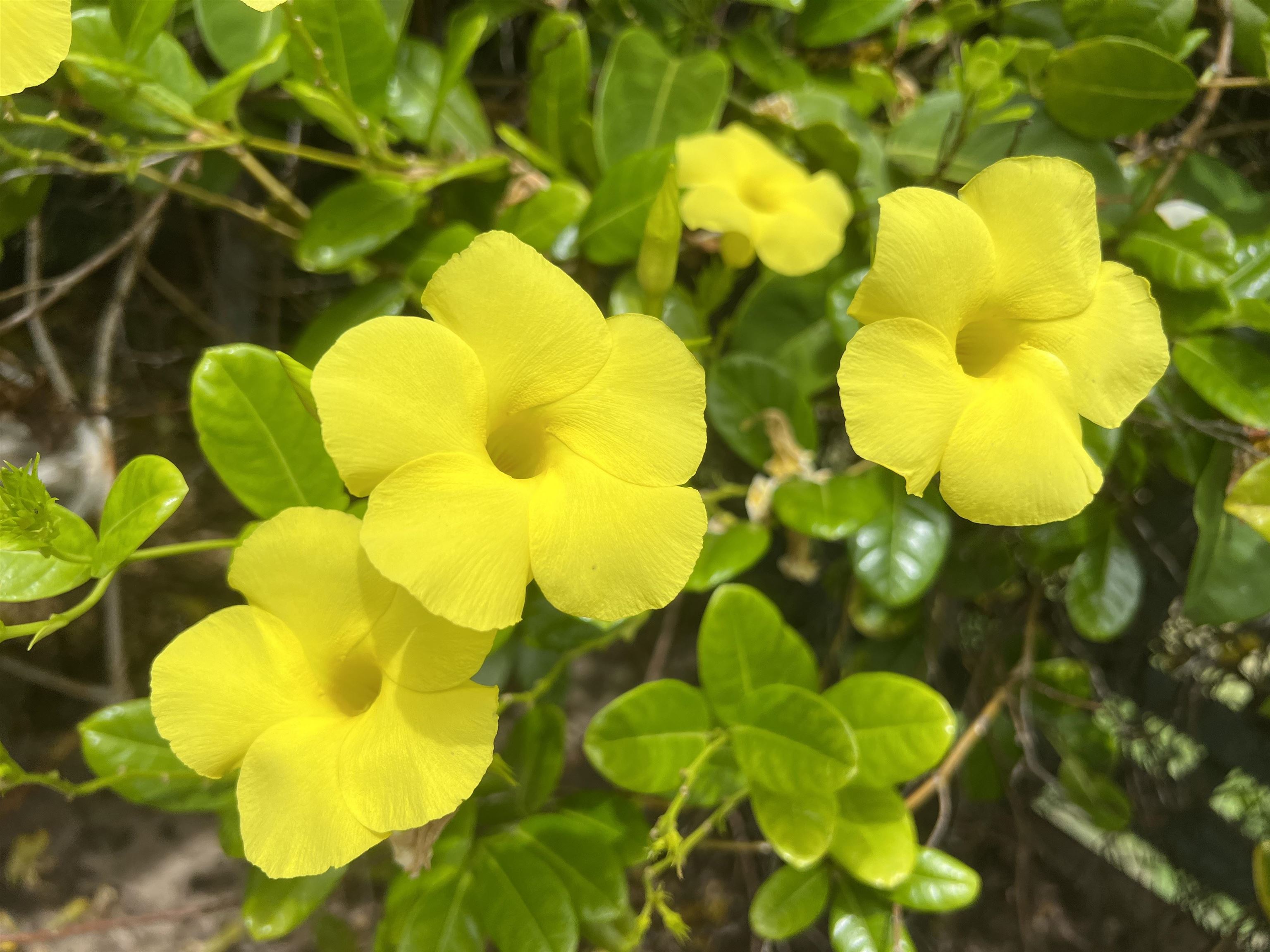 24  Laumakani Loop Central Kihei, Kihei home - photo 41 of 50