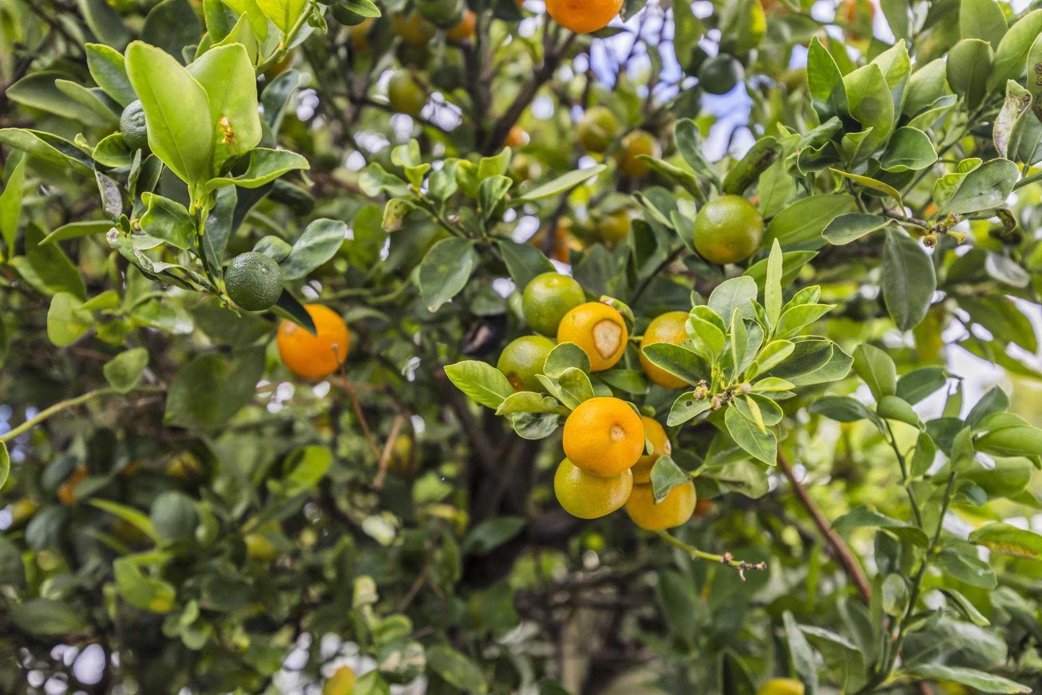 24  Wawali St Kihei, Kihei home - photo 44 of 47