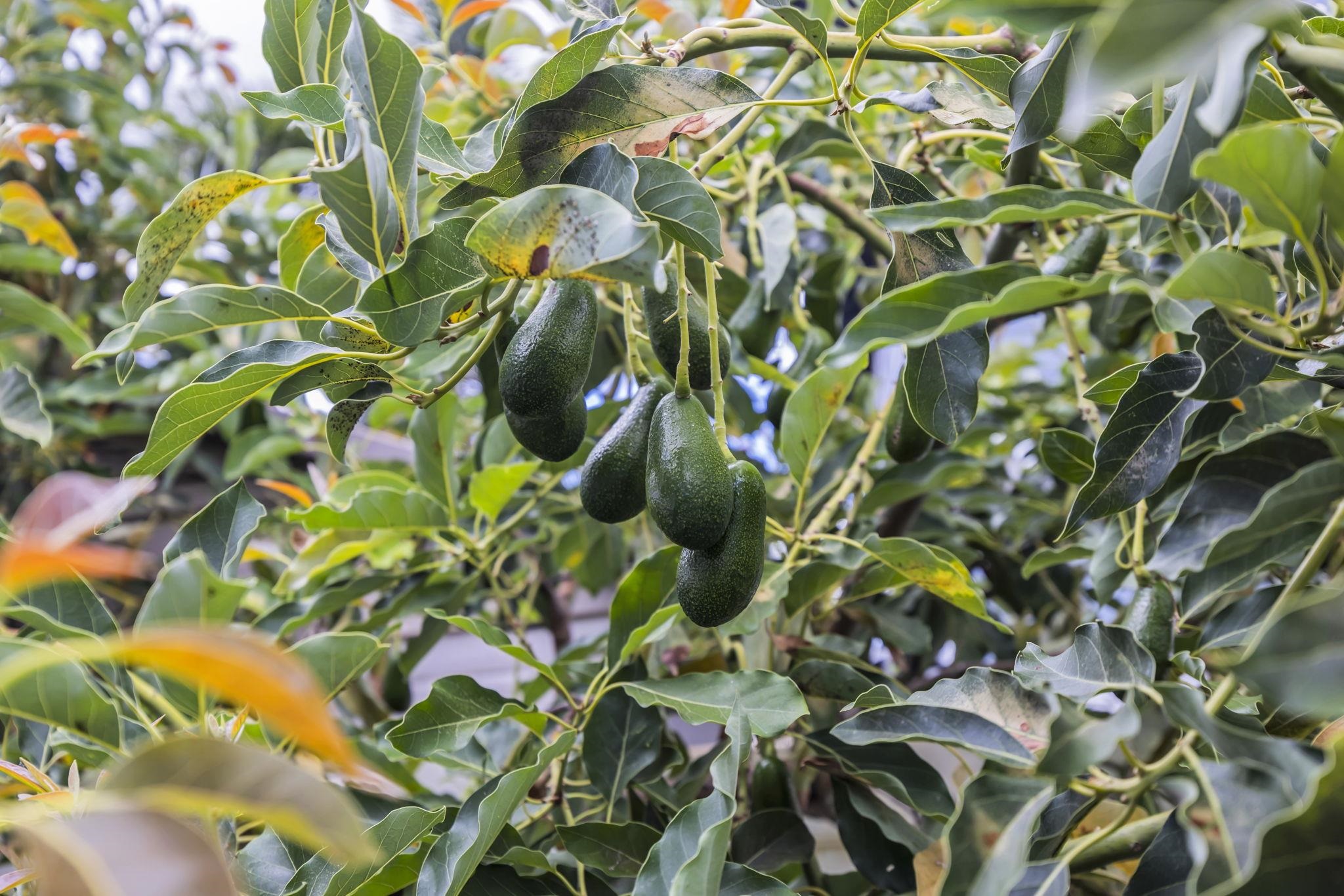 24  Wawali St Kihei, Kihei home - photo 46 of 47