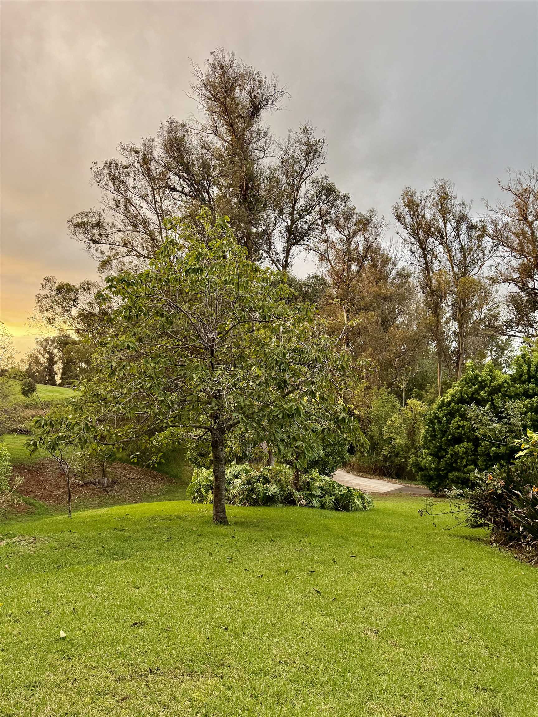 2400  Piiholo Rd , Makawao/Olinda/Haliimaile home - photo 13 of 45