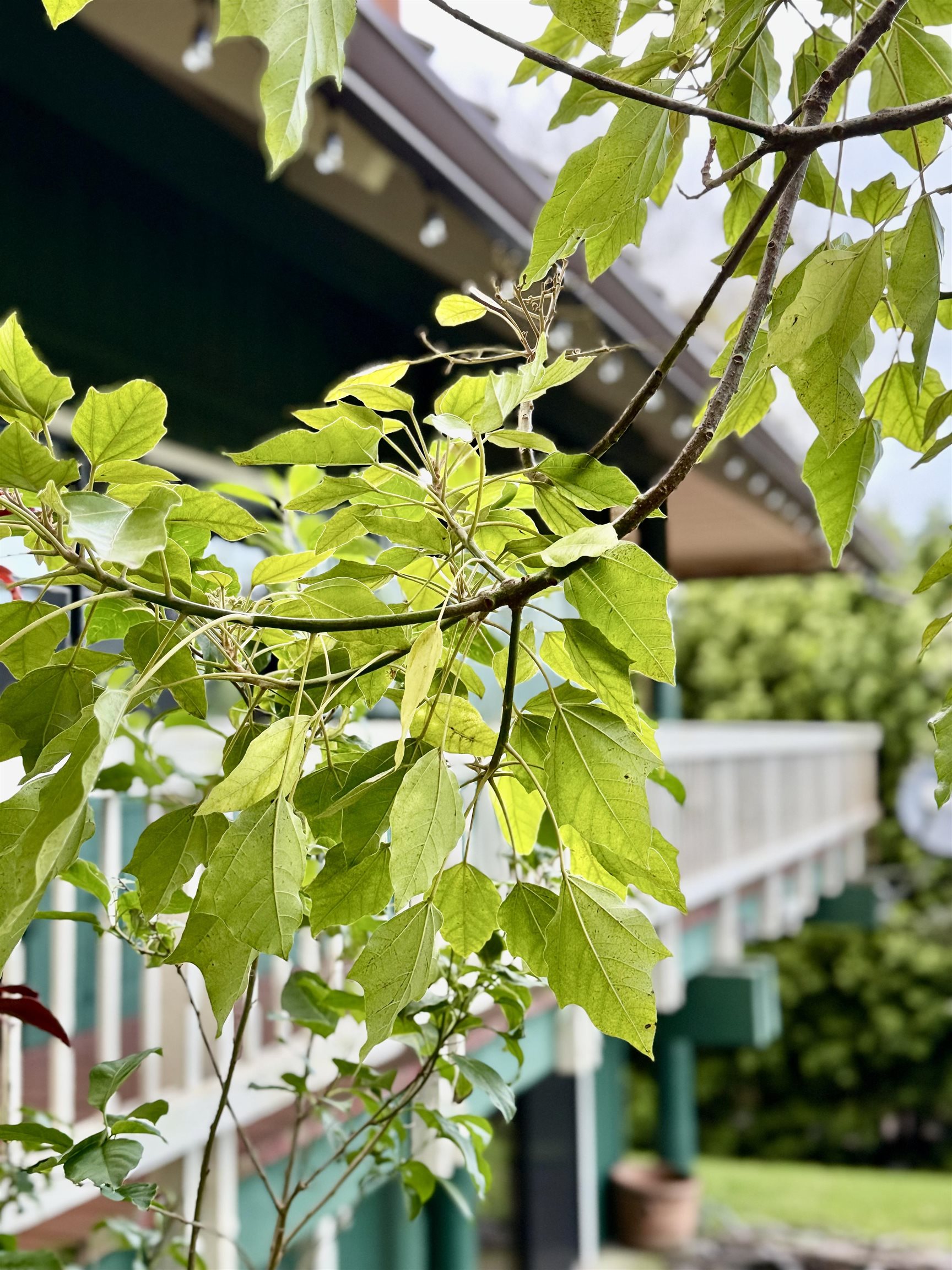 2400  Piiholo Rd , Makawao/Olinda/Haliimaile home - photo 18 of 45