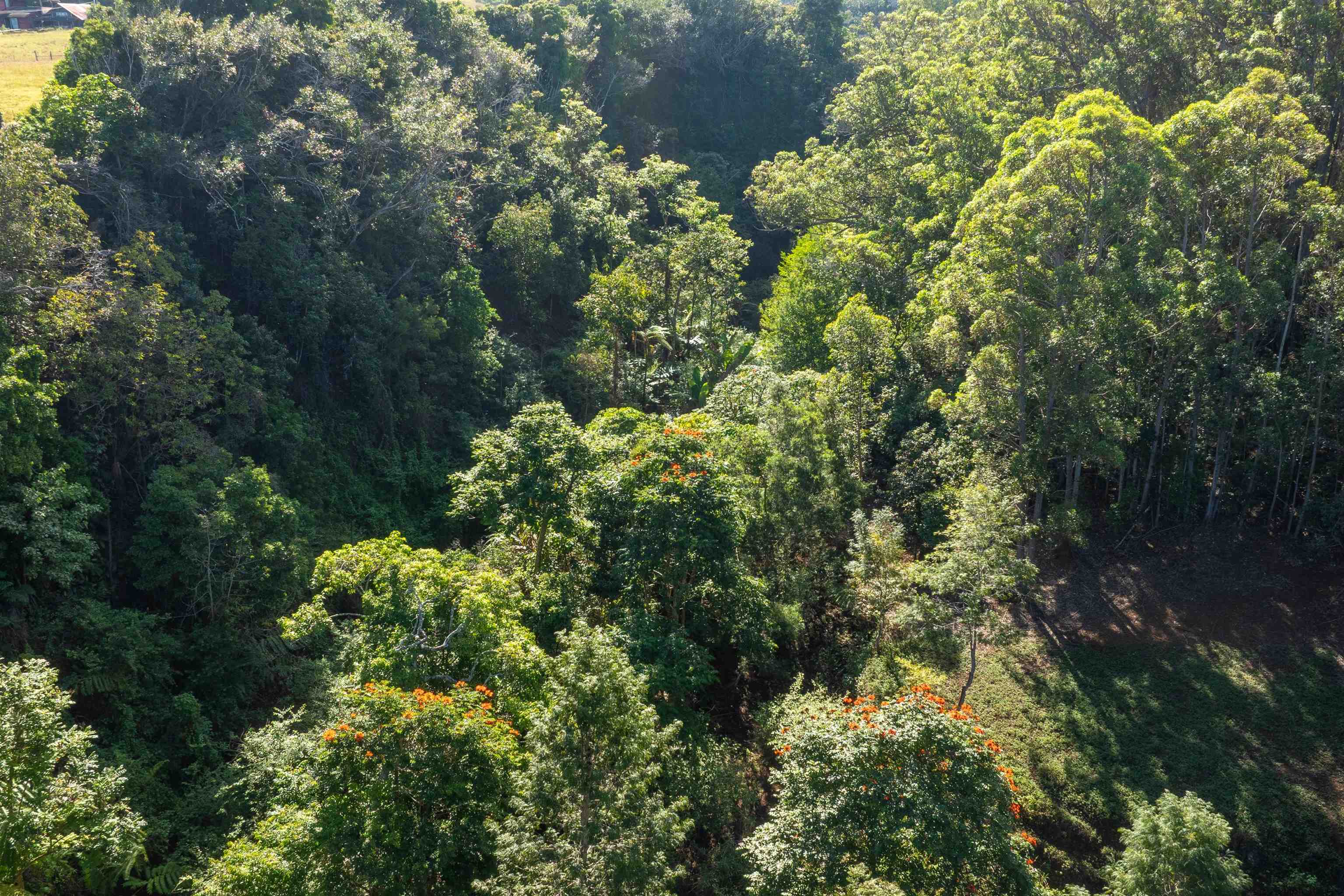 2475  Kaupakalua Rd Haiku, Haiku home - photo 19 of 28
