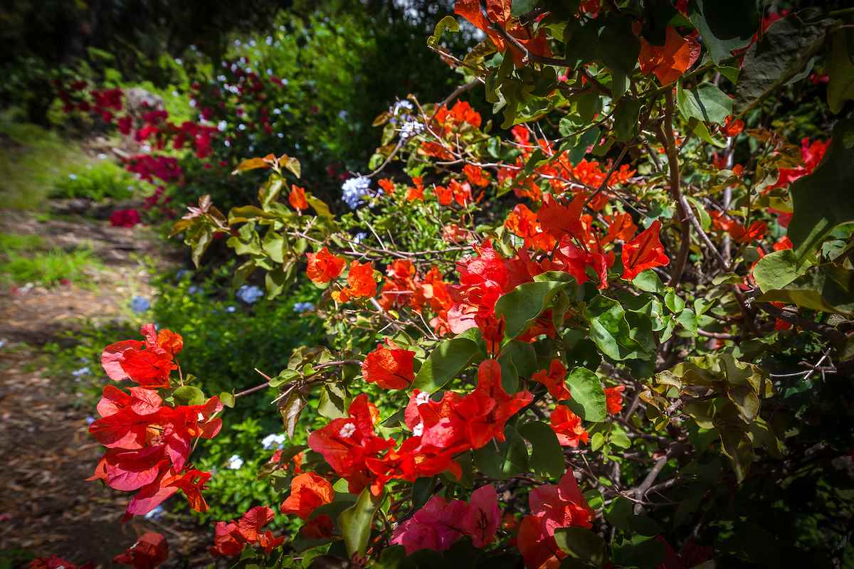 2480  Upper Kanaio Rd Kanaio Homestead, Kula/Ulupalakua/Kanaio home - photo 15 of 22