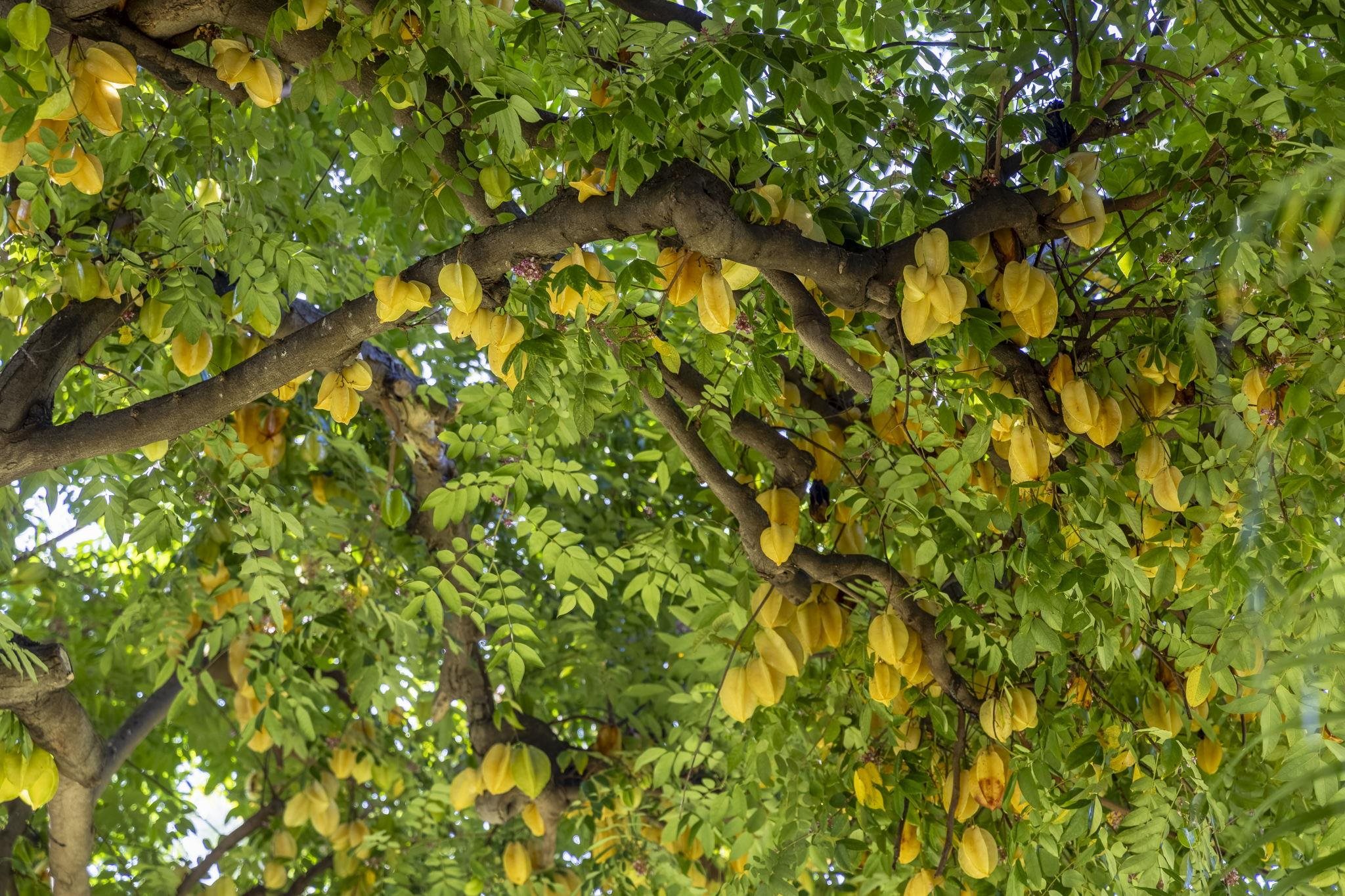 Kihei Kai Nani condo # 120, Kihei, Hawaii - photo 31 of 40