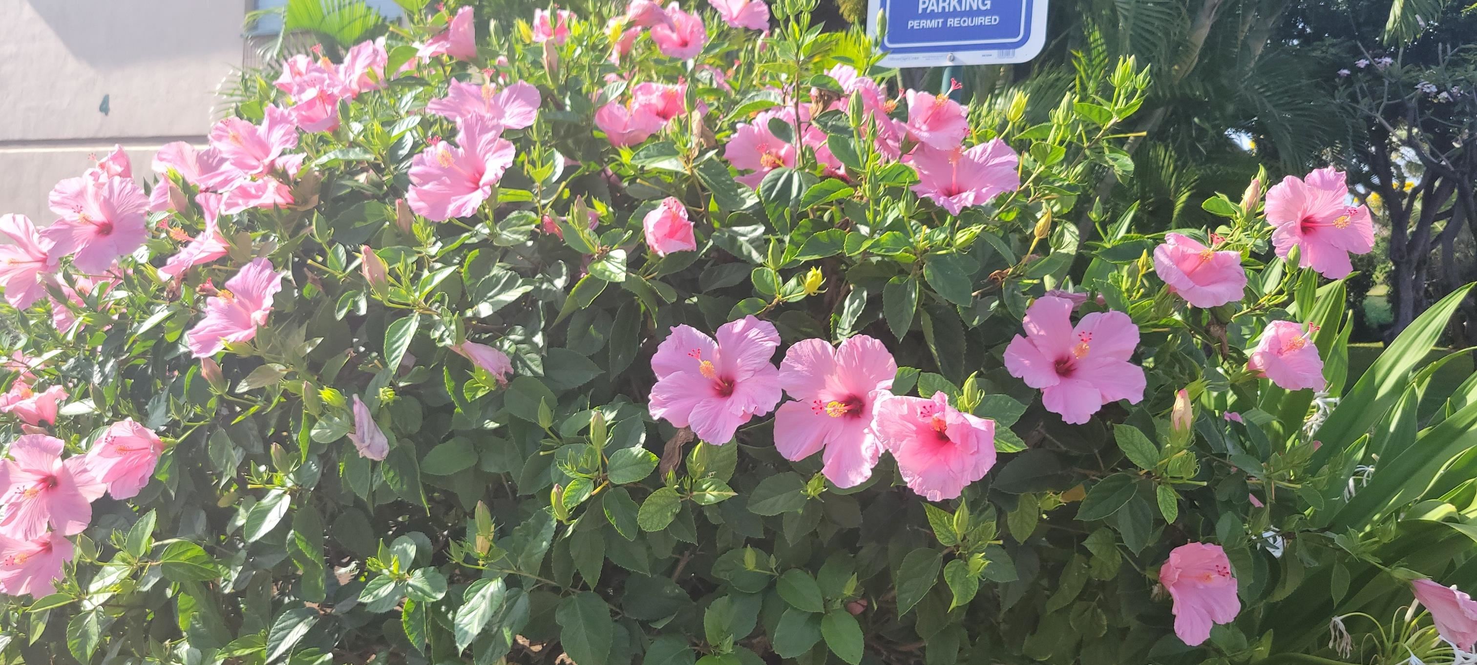 Kihei Kai Nani condo # 132, Kihei, Hawaii - photo 20 of 35