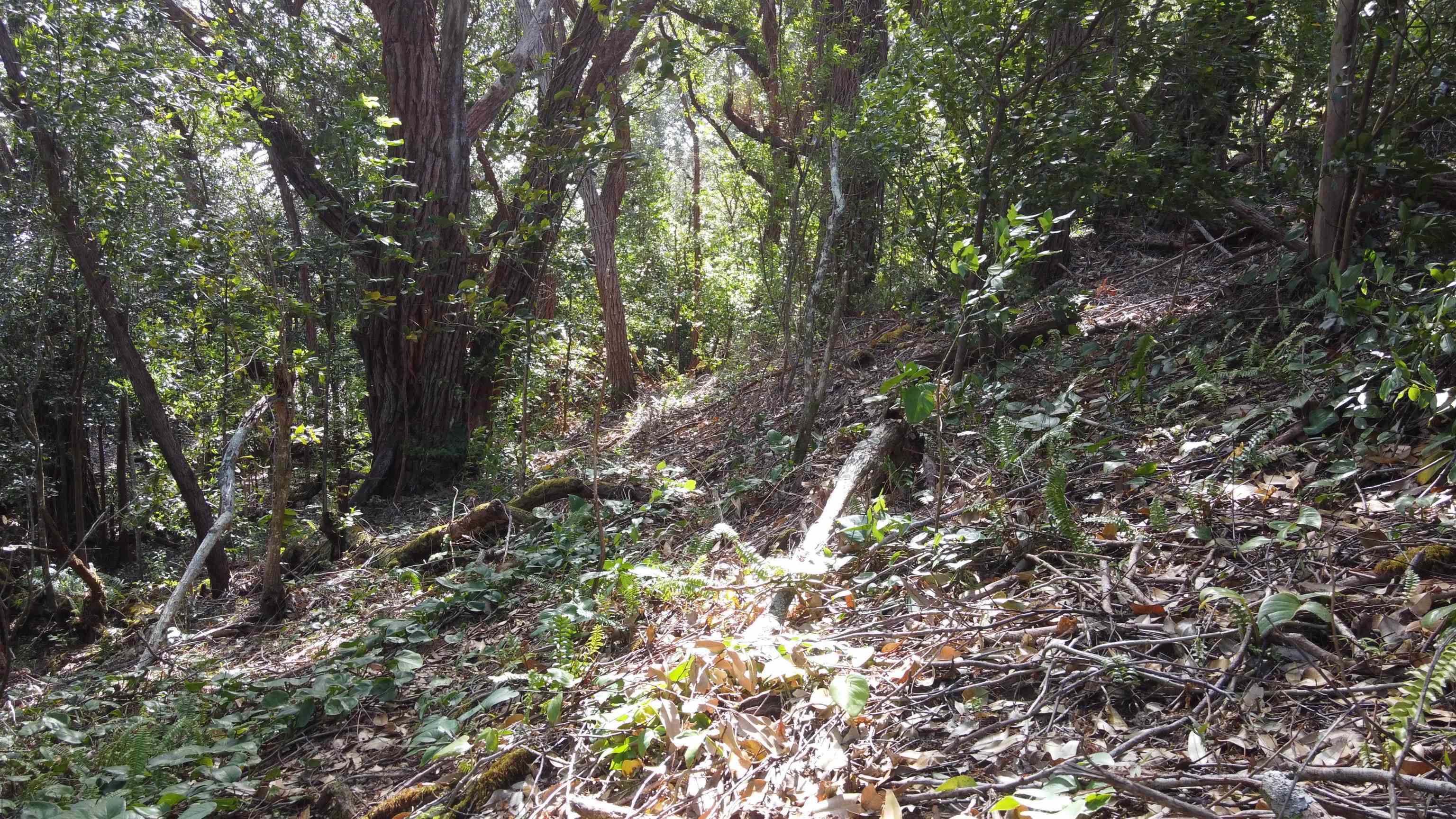 25 Lanikai Pl Lot 8 Haiku, Hi vacant land for sale - photo 3 of 9