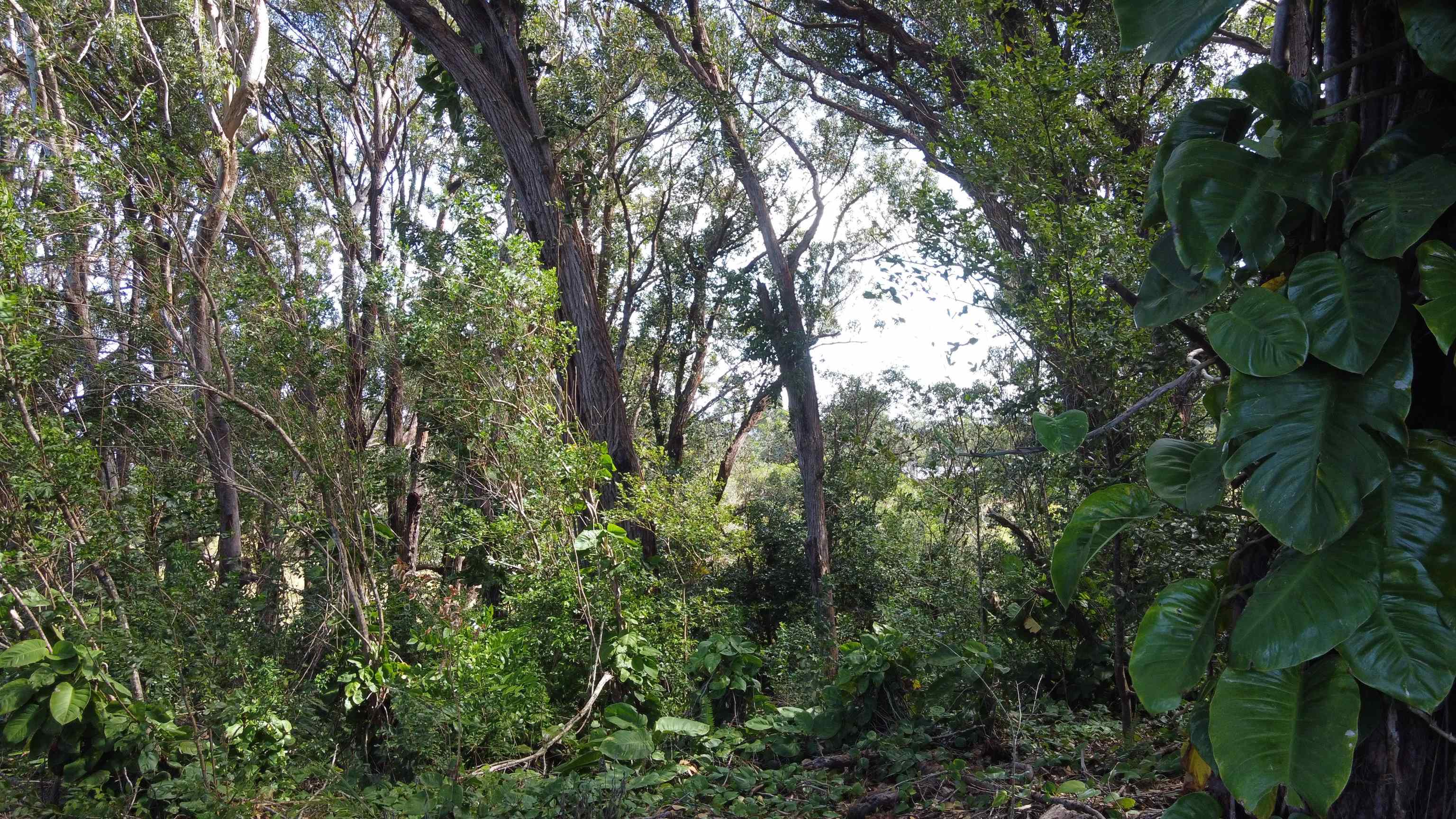 25 Lanikai Pl Lot 8 Haiku, Hi vacant land for sale - photo 6 of 9