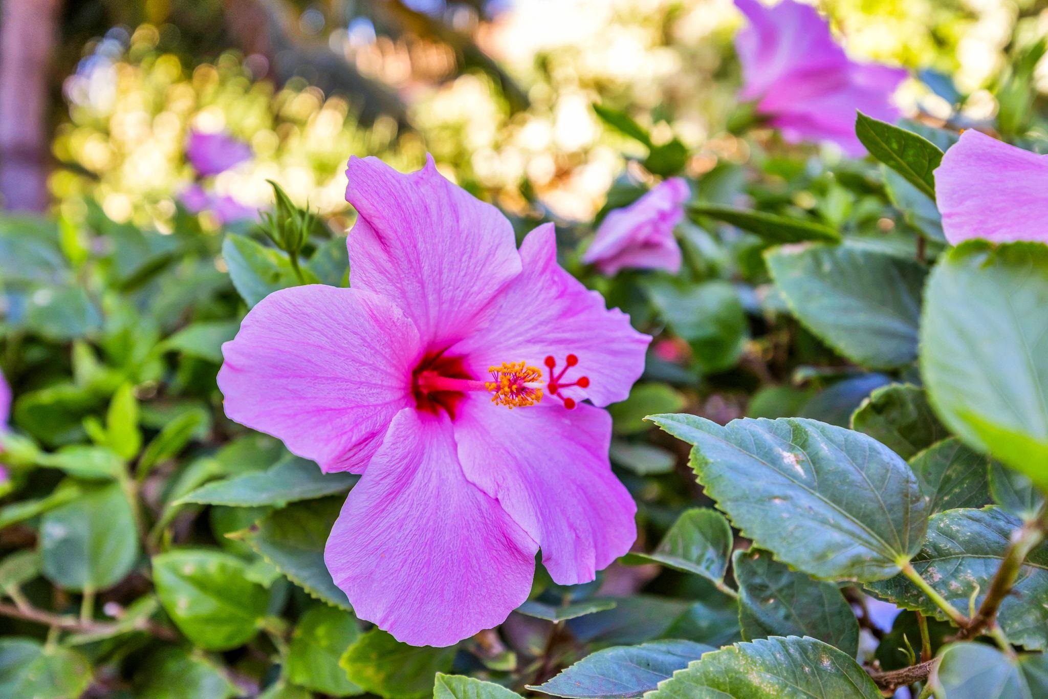 Kihei Akahi condo # C-620, Kihei, Hawaii - photo 29 of 38