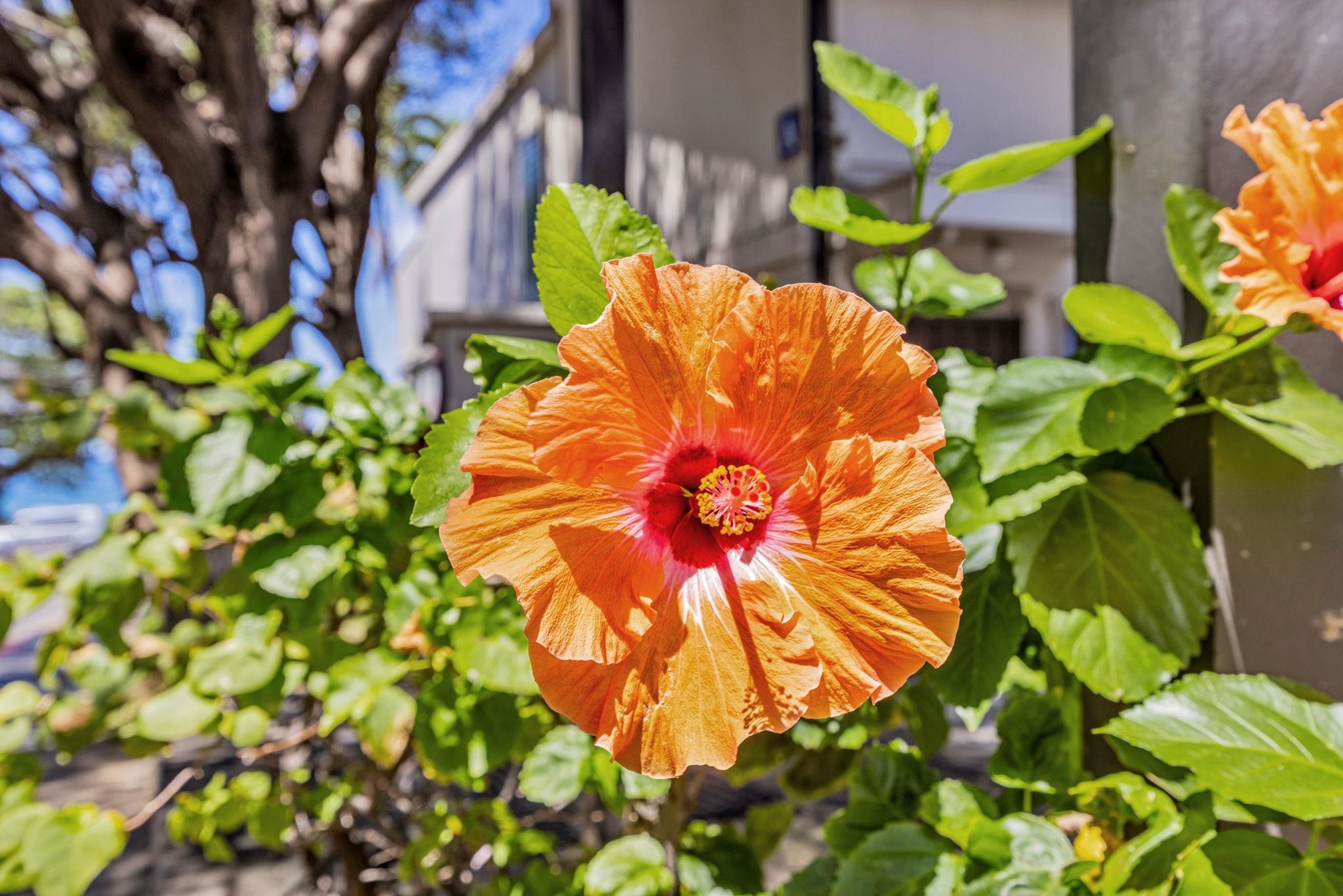 Kihei Akahi condo # C-620, Kihei, Hawaii - photo 4 of 38