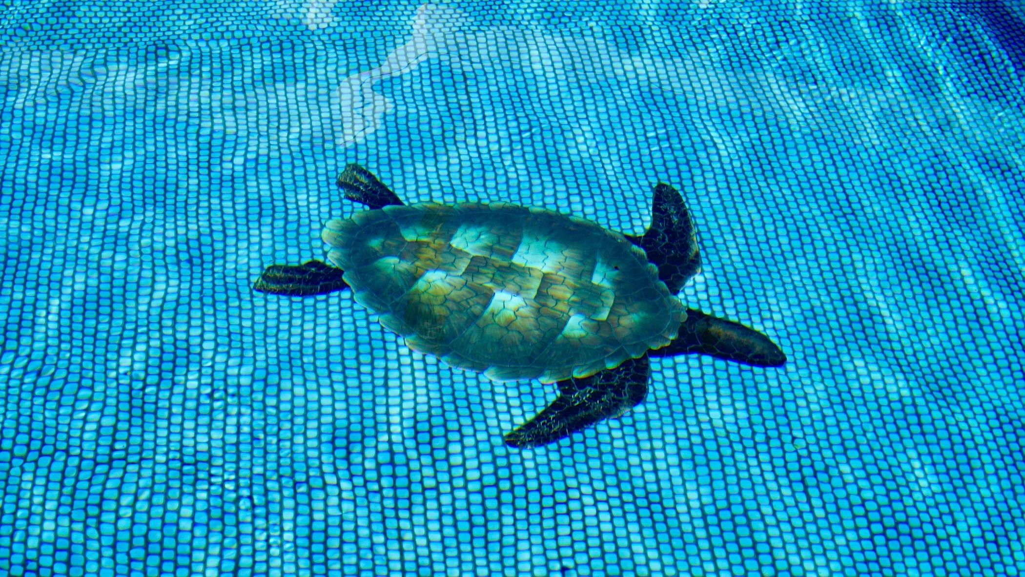 Kihei Akahi condo # D409, Kihei, Hawaii - photo 28 of 33