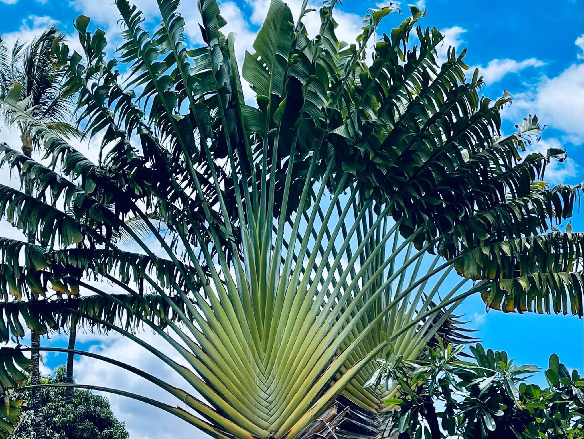 Kihei Akahi condo # D616, Kihei, Hawaii - photo 18 of 18