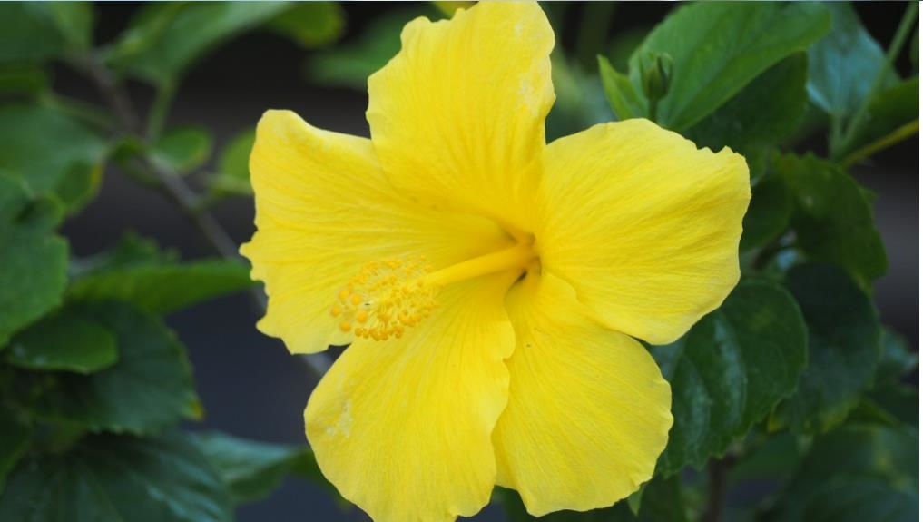 Kihei Akahi condo # (D) G-08, Kihei, Hawaii - photo 7 of 31