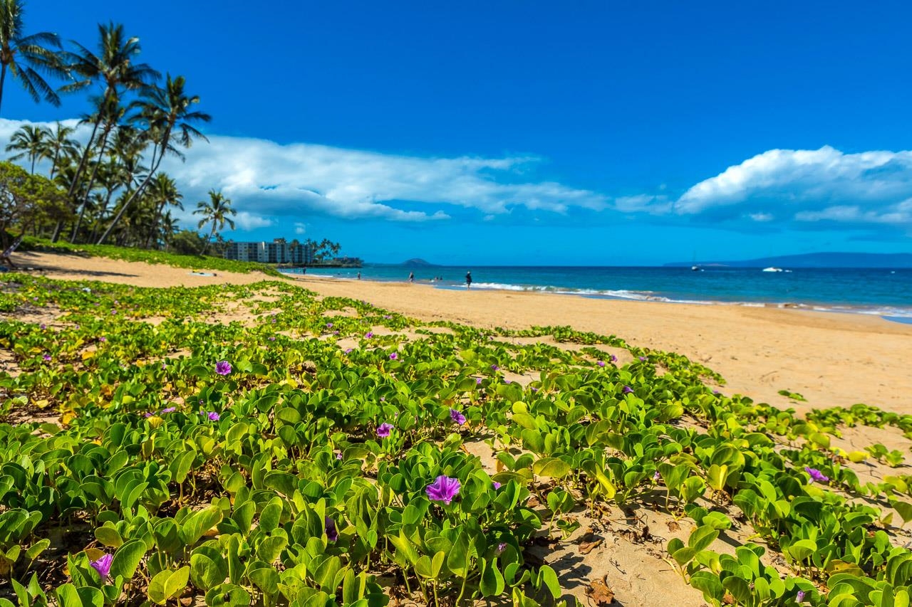 Maui Banyan condo # A103, Kihei, Hawaii - photo 36 of 42