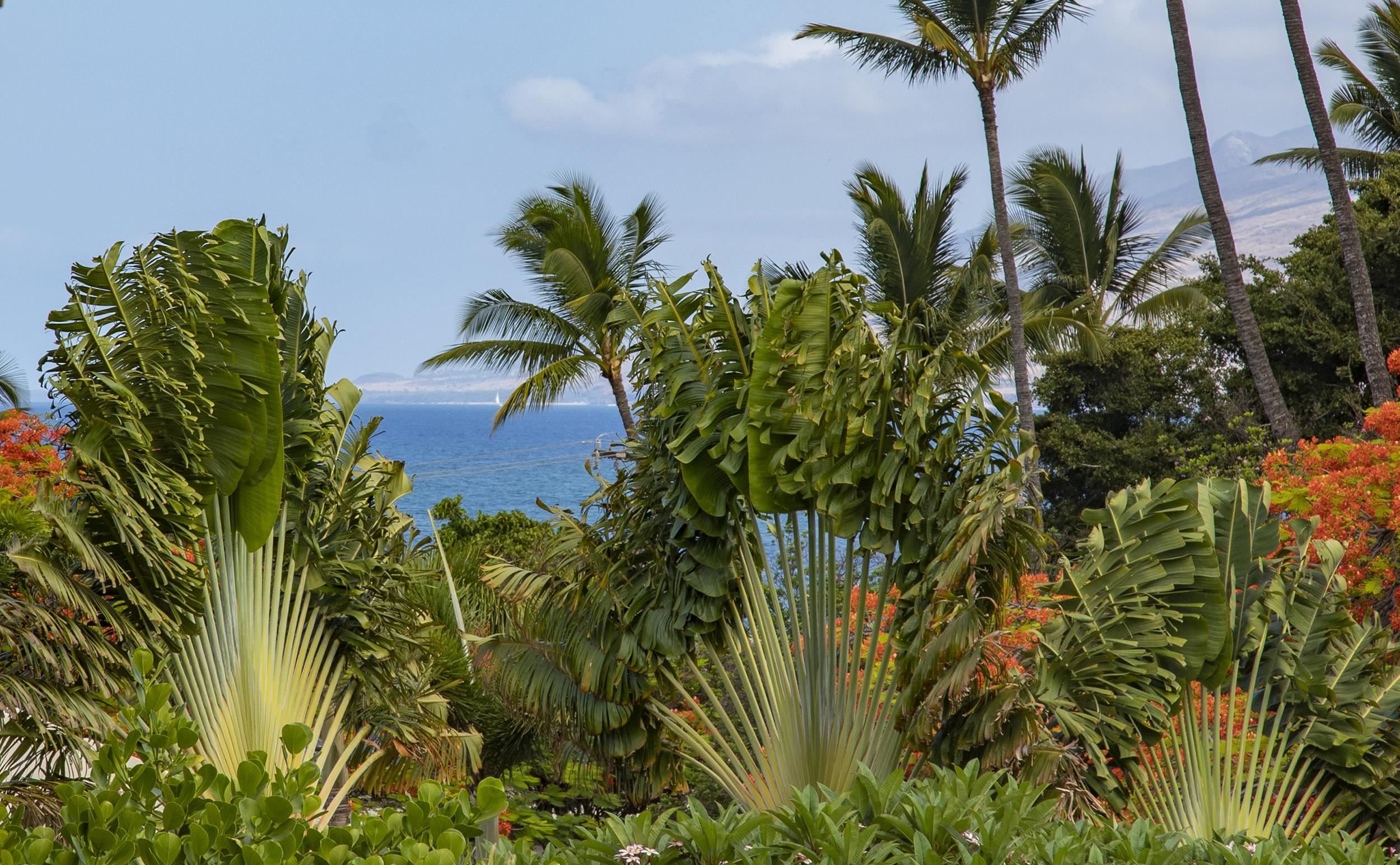 Maui Banyan condo # G-310, Kihei, Hawaii - photo 23 of 38