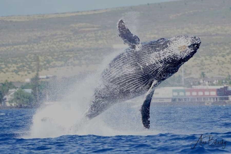 Maui Banyan condo # P 203, Kihei, Hawaii - photo 36 of 37