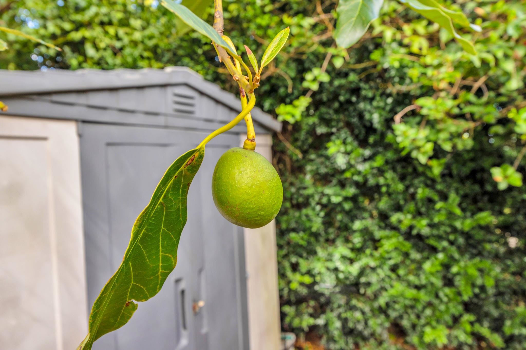 2576  Alohia Pl , Haiku home - photo 38 of 46