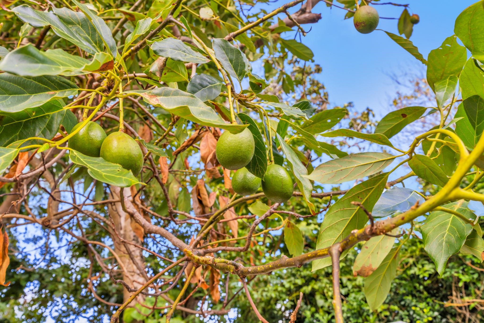 2576  Alohia Pl , Haiku home - photo 39 of 46