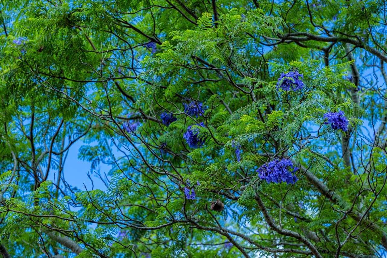 26 Kula Hwy Lower Kula  - photo 15 of 35