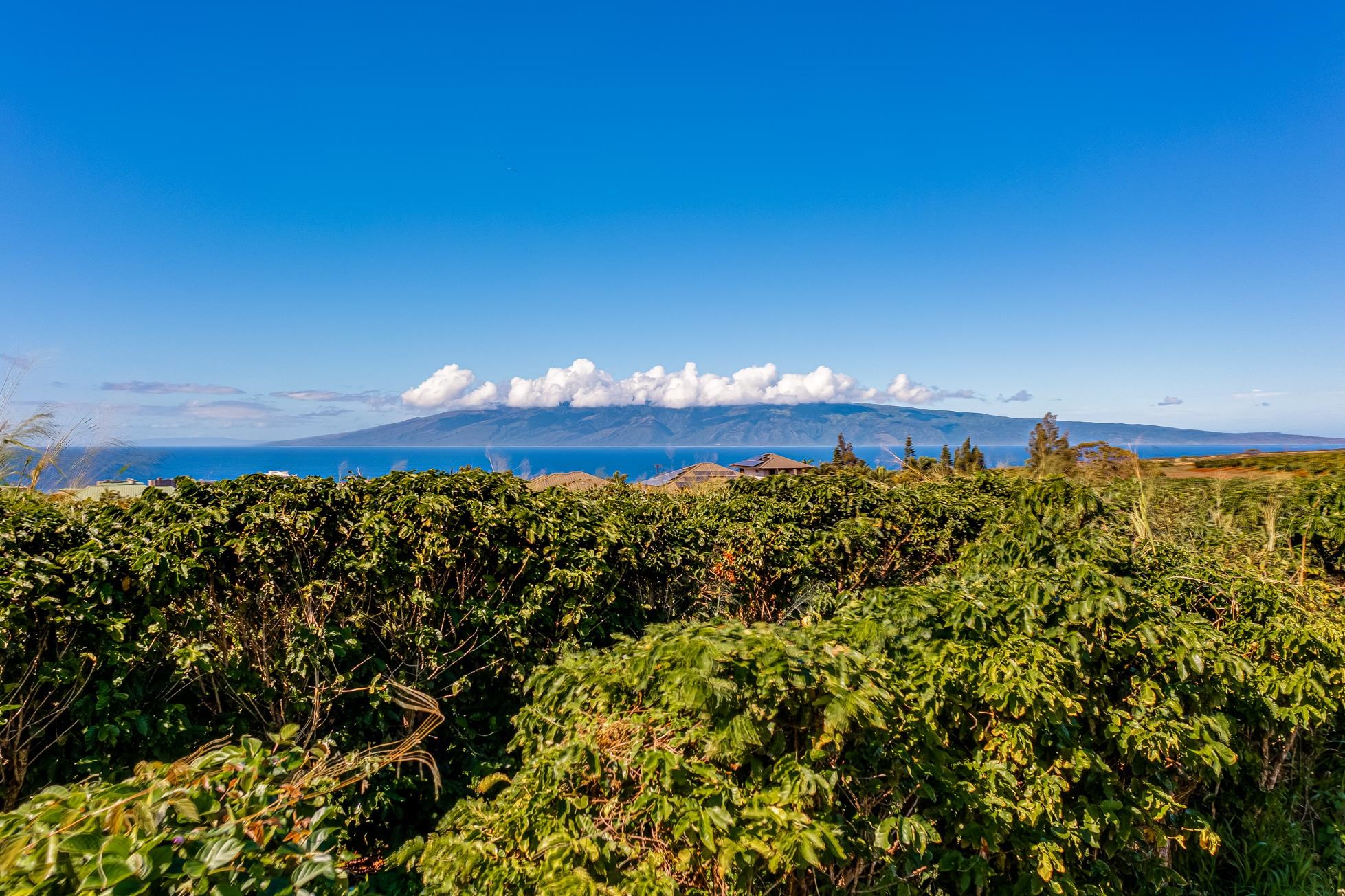 2600  Aina Mahiai St Ka'anapali Coffee Farms, Kaanapali home - photo 20 of 50