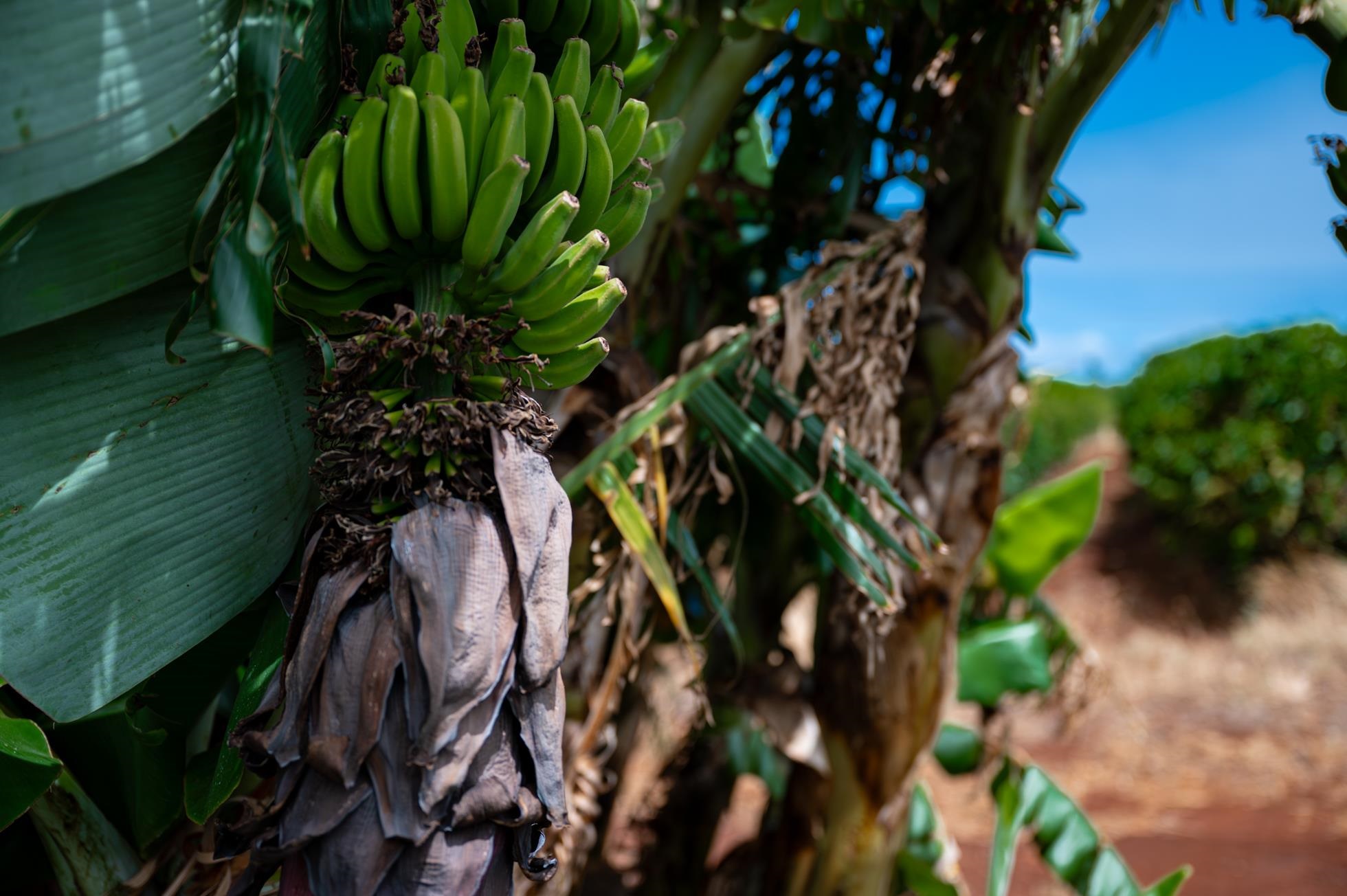 2600  Aina Mahiai St Ka'anapali Coffee Farms, Kaanapali home - photo 46 of 50