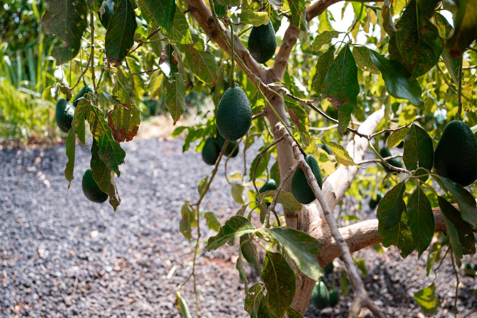 2600  Aina Mahiai St Ka'anapali Coffee Farms, Kaanapali home - photo 47 of 50