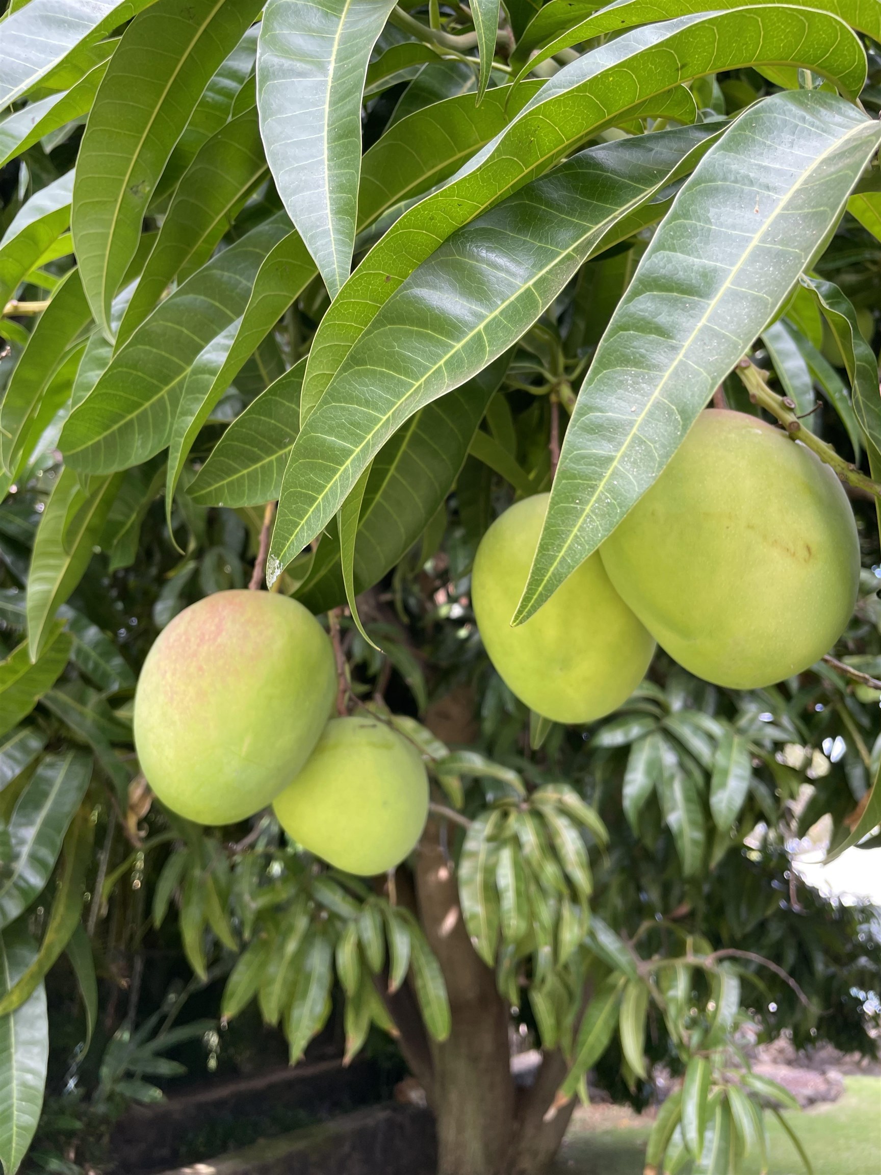 2611  Mikoi Pl Keonekai, Kihei home - photo 17 of 47