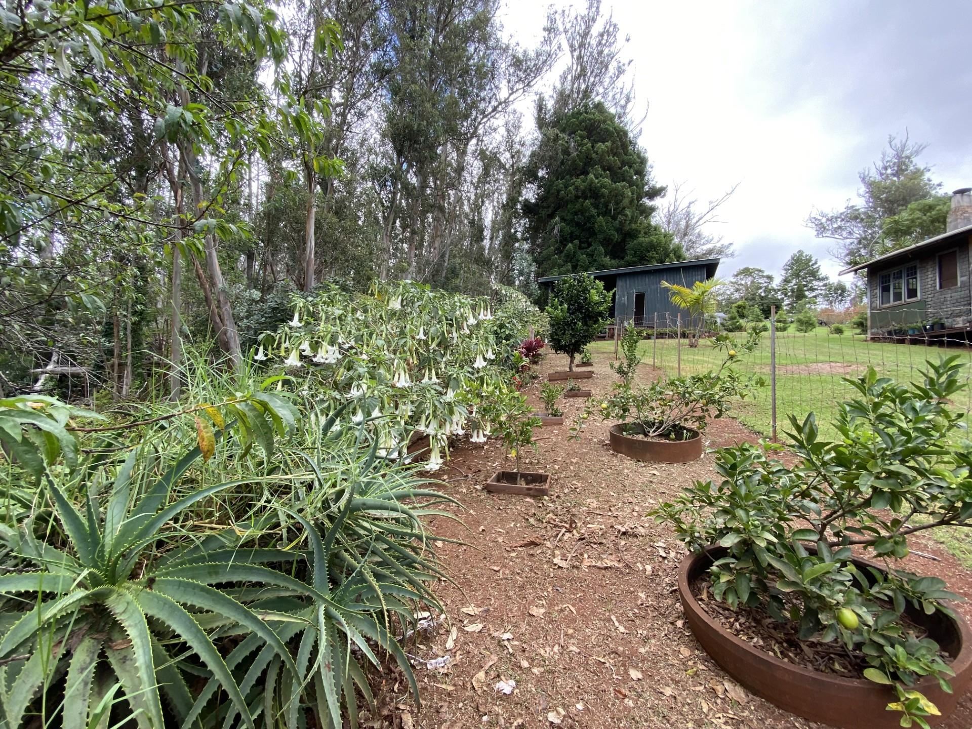 2625  Olinda Rd , Makawao/Olinda/Haliimaile home - photo 33 of 50