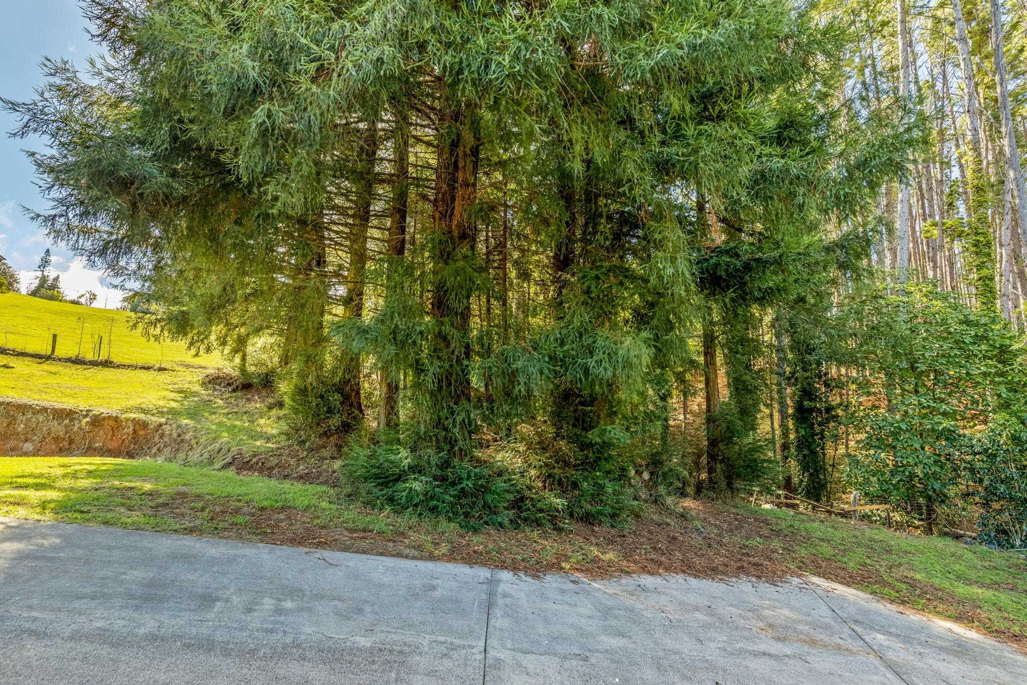 2640  Olinda Rd Olinda, Makawao/Olinda/Haliimaile home - photo 25 of 49