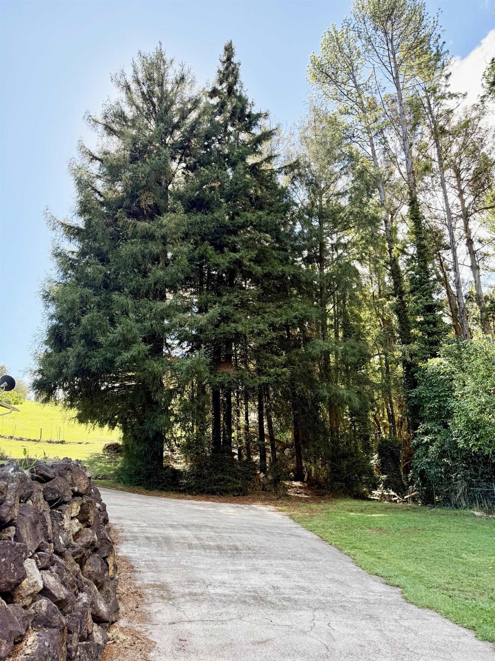 2640  Olinda Rd Olinda, Makawao/Olinda/Haliimaile home - photo 36 of 49