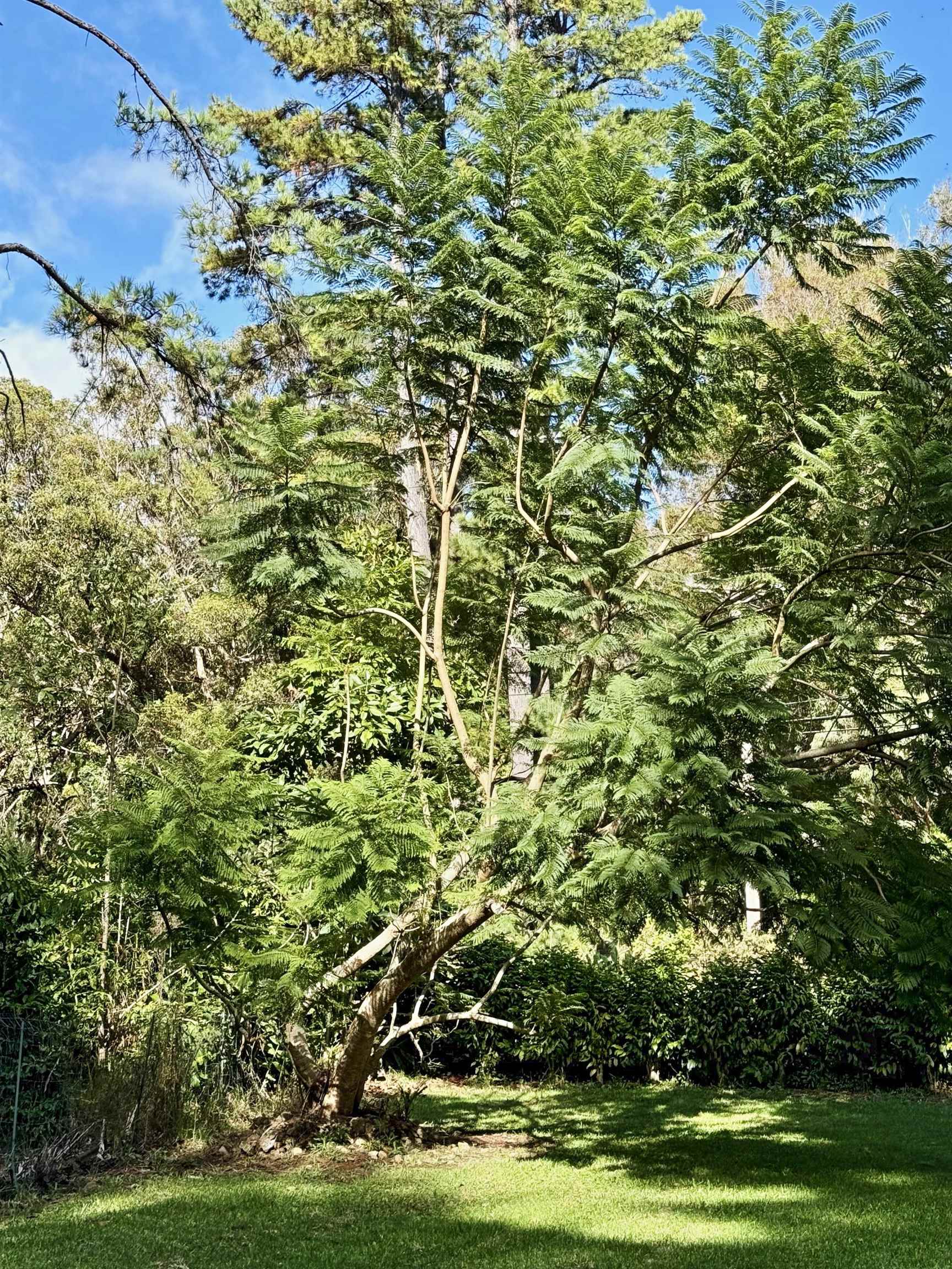 2640  Olinda Rd Olinda, Makawao/Olinda/Haliimaile home - photo 38 of 49