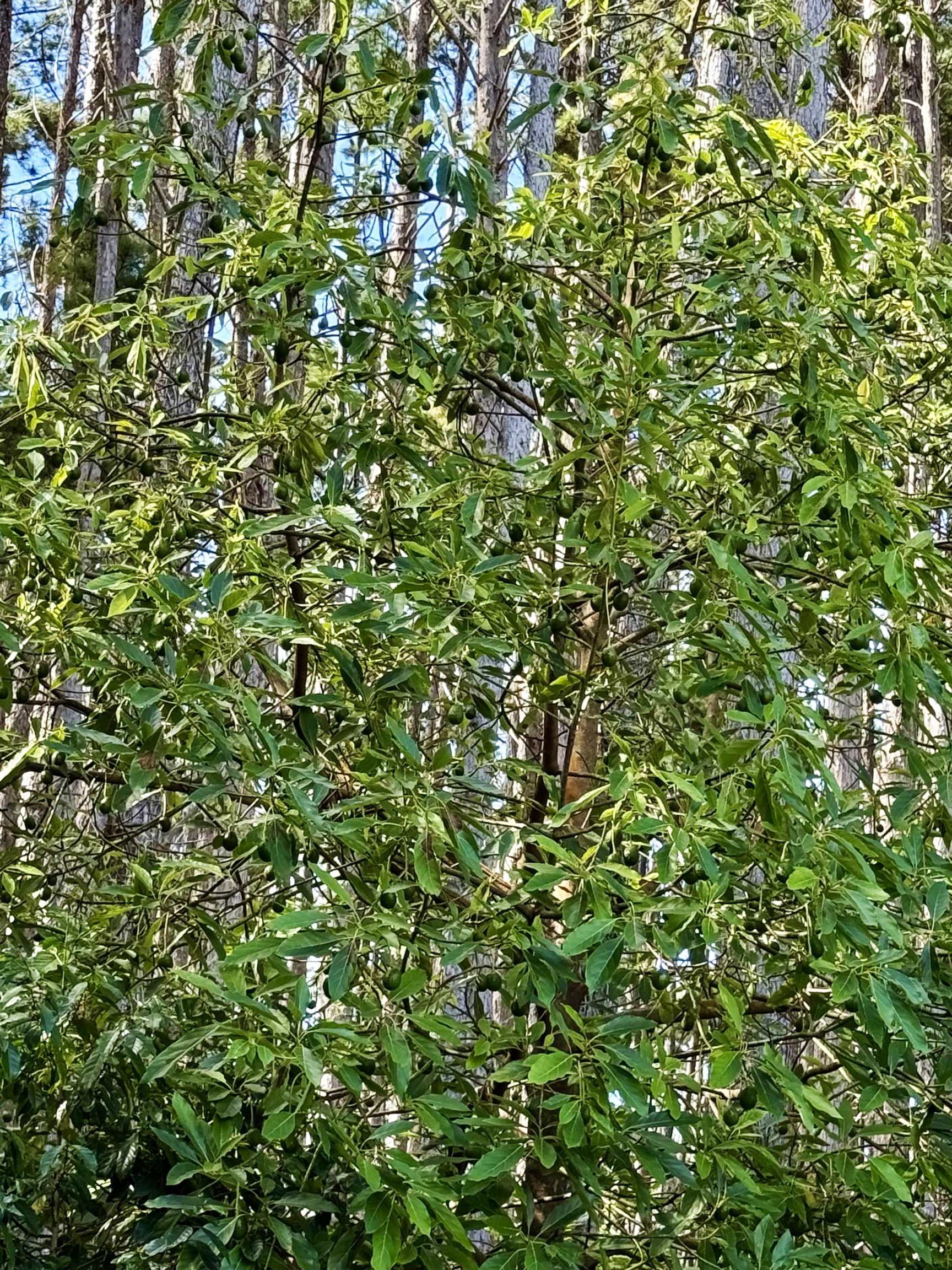 2640  Olinda Rd Olinda, Makawao/Olinda/Haliimaile home - photo 47 of 49