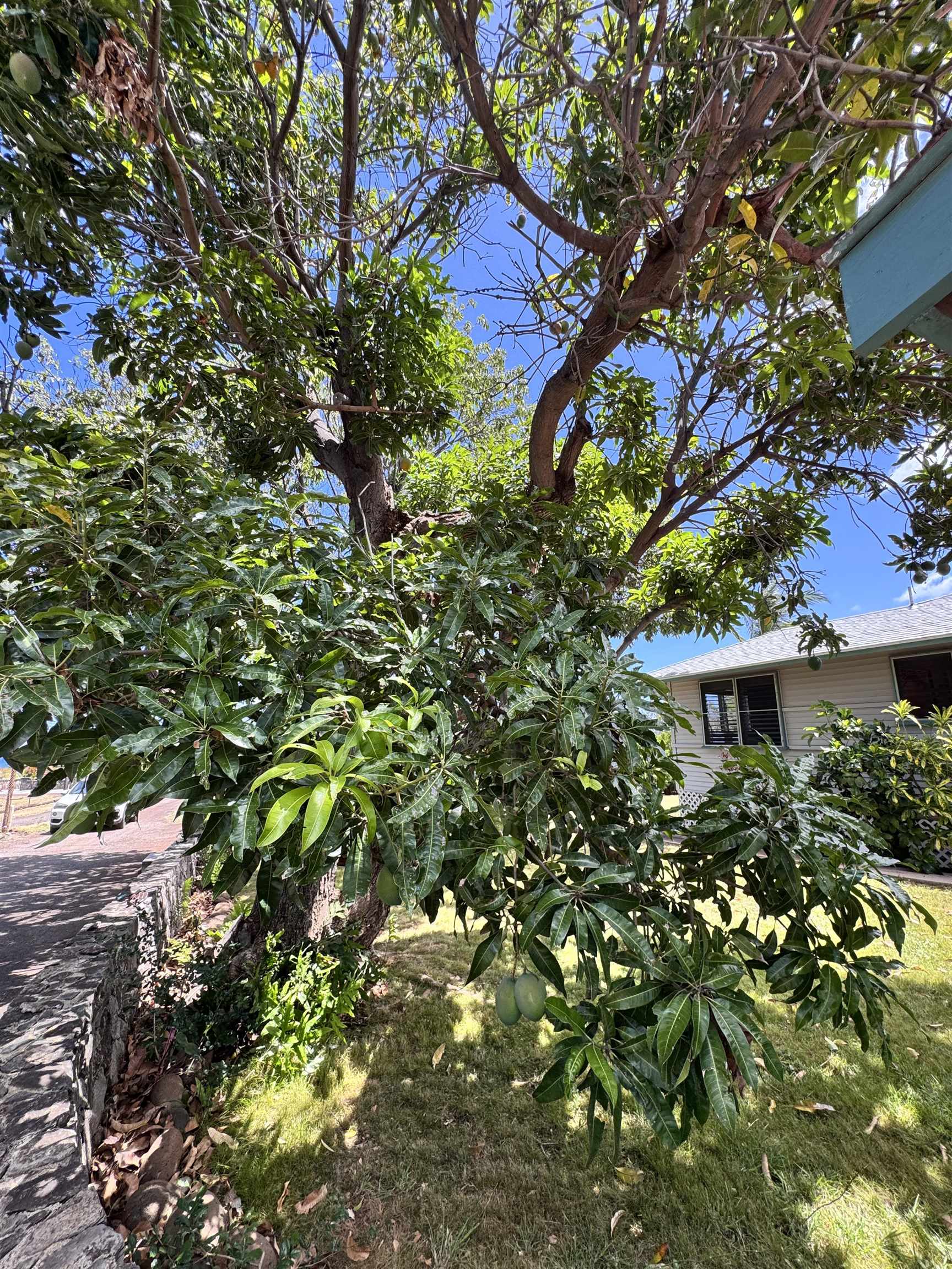 265  Aahi Pl , Molokai home - photo 41 of 43