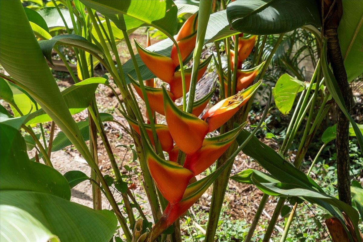 265  Hahana Rd , Haiku home - photo 44 of 48