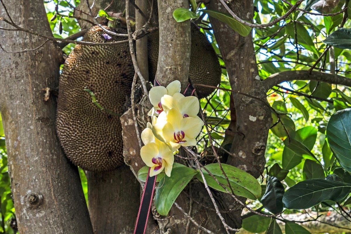 265  Hahana Rd , Haiku home - photo 46 of 48