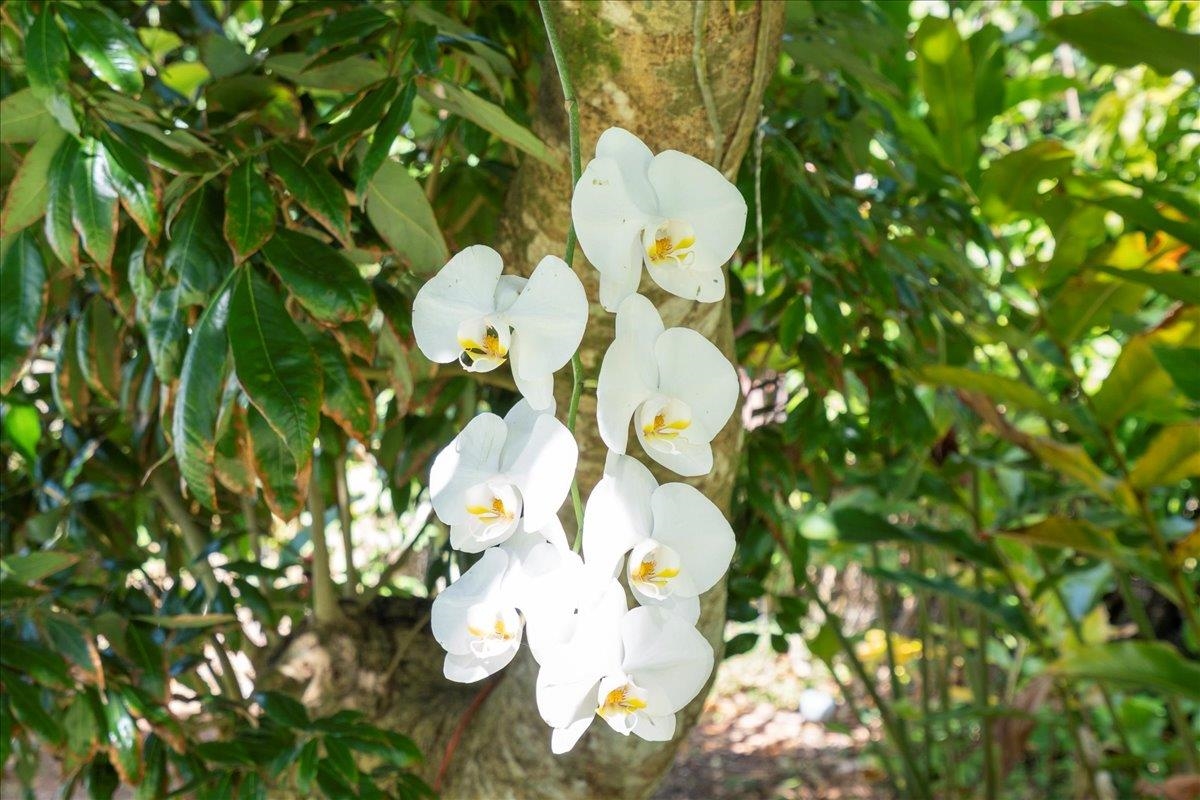 265  Hahana Rd , Haiku home - photo 48 of 48