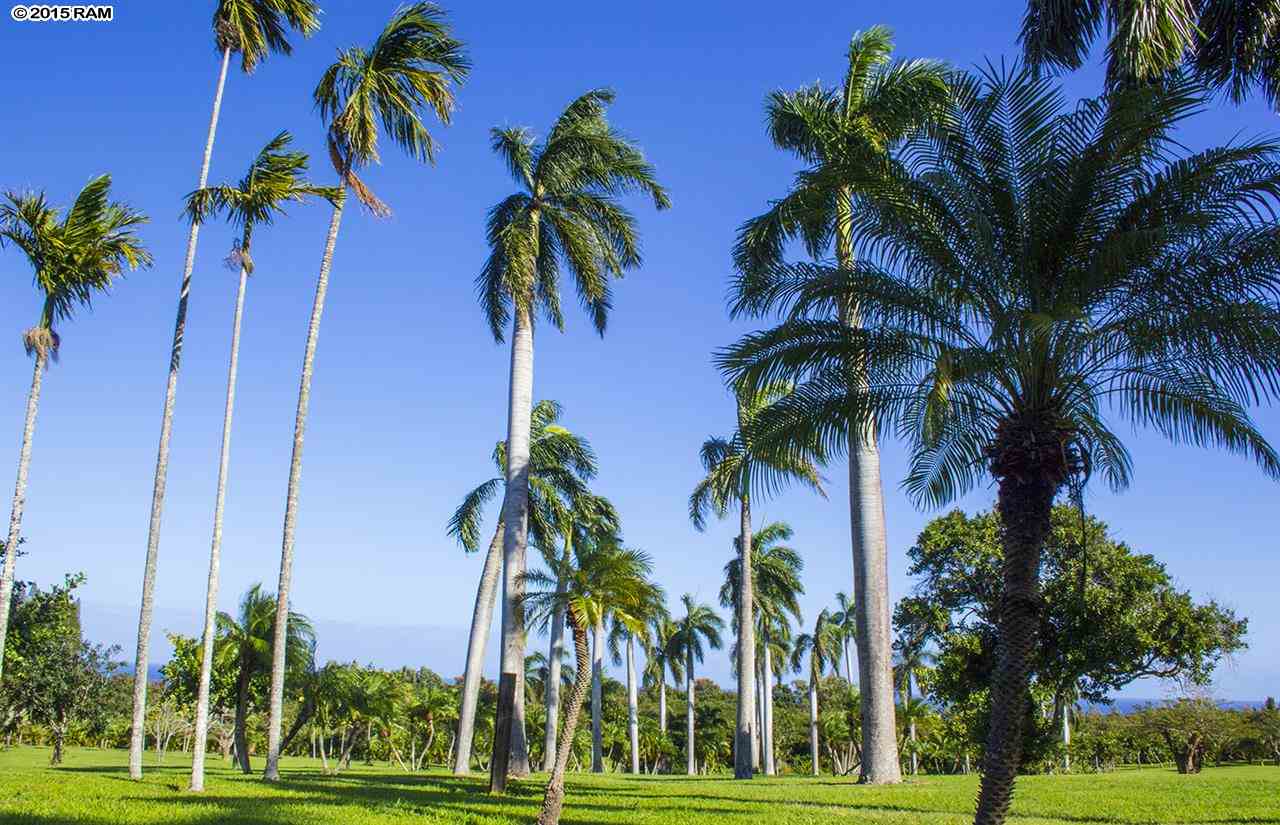 2651  Kalanikahua Rd Baldwin Subdivision, Haiku home - photo 9 of 22