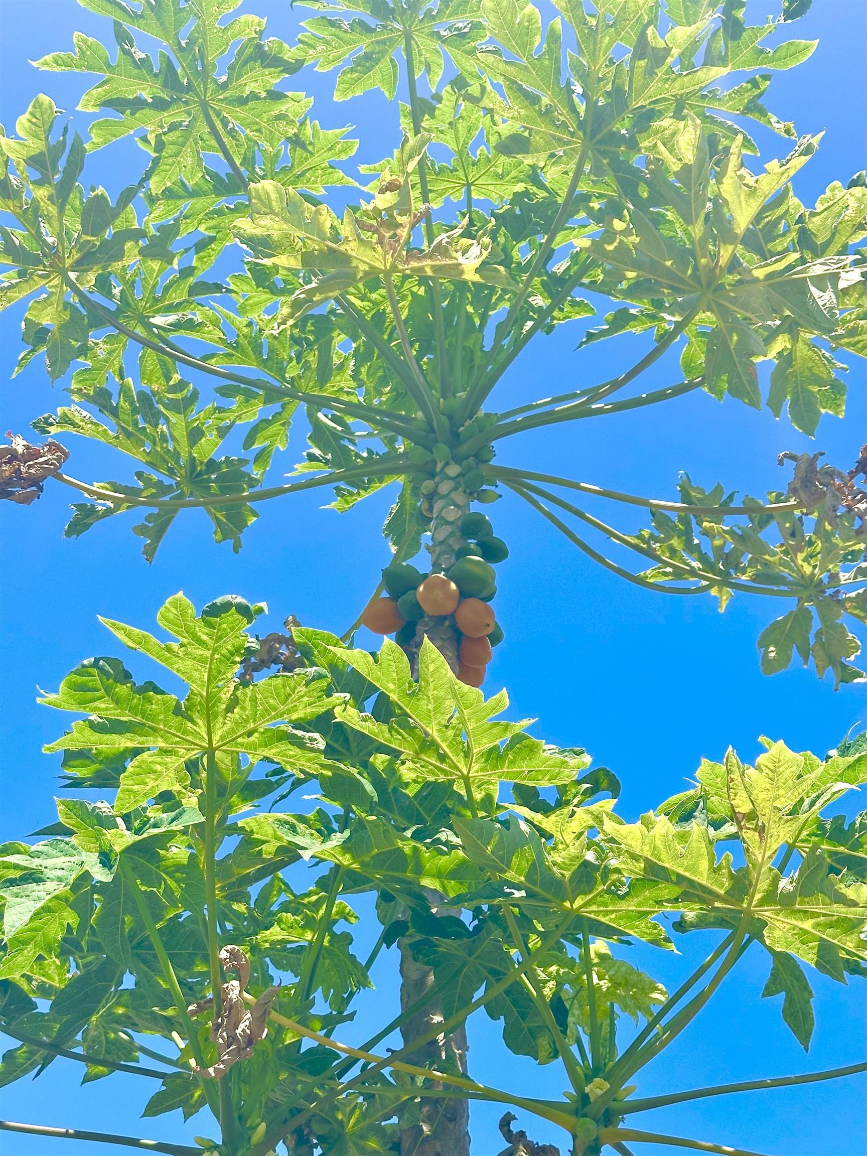 266  Puaehu St Kehalani, Wailuku home - photo 38 of 47