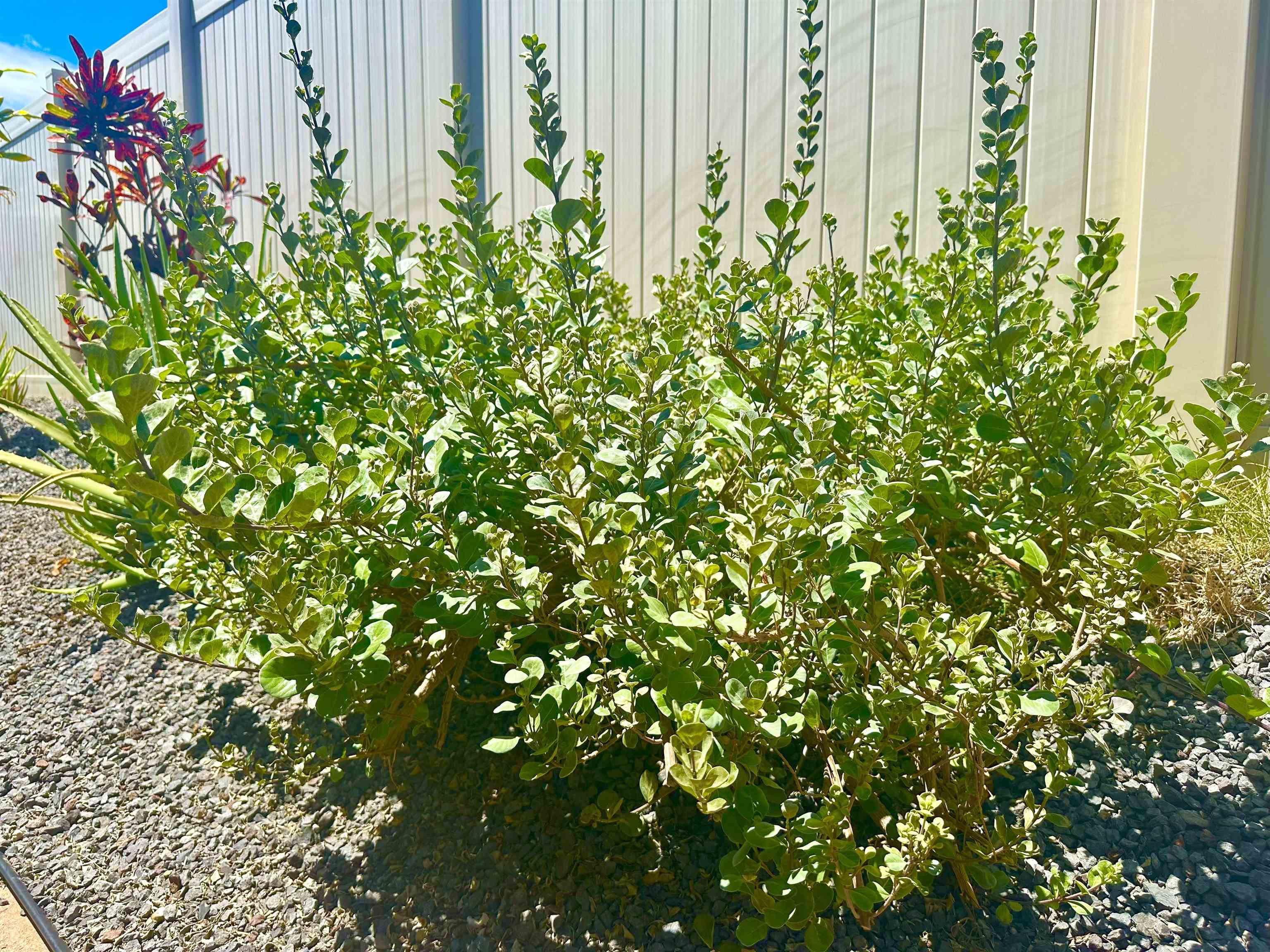266  Puaehu St Kehalani, Wailuku home - photo 39 of 47