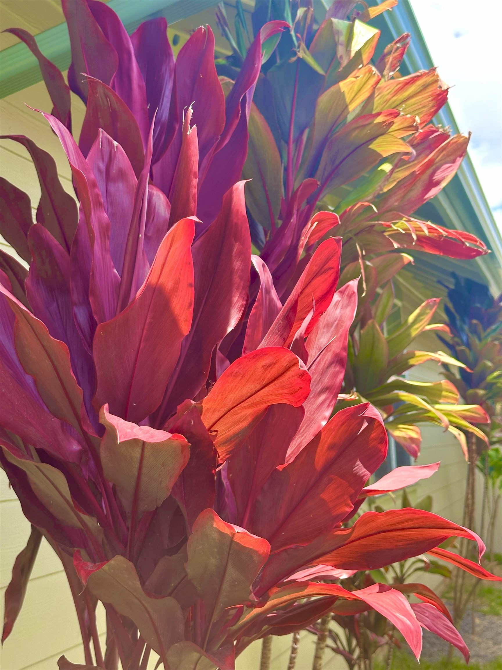 266  Puaehu St Kehalani, Wailuku home - photo 46 of 47