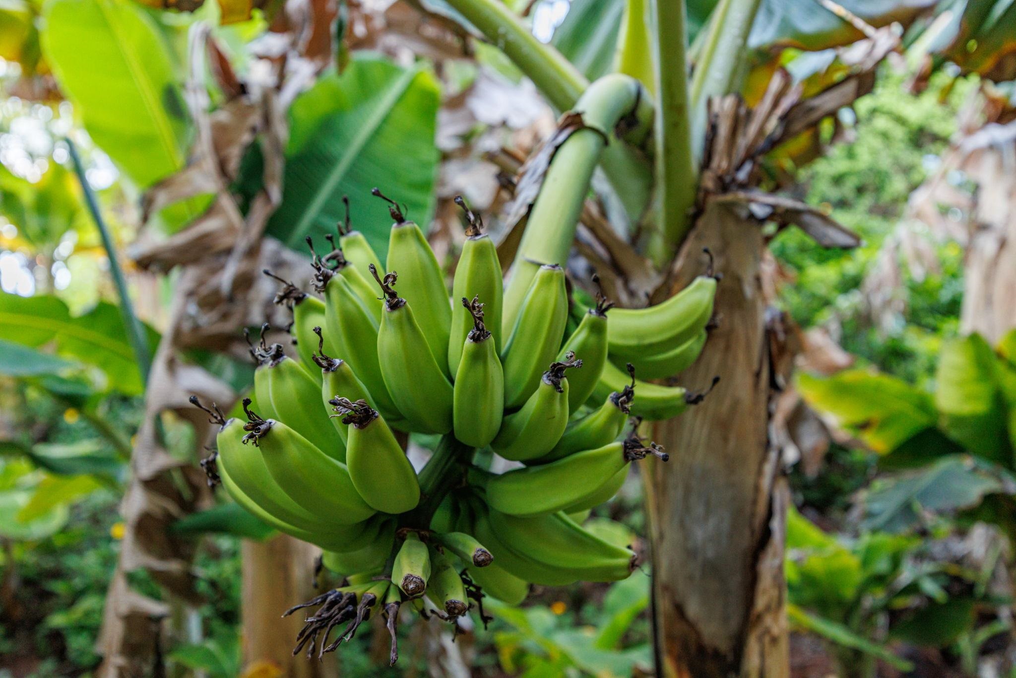 Maui Eldorado I condo # C-103, Lahaina, Hawaii - photo 47 of 50