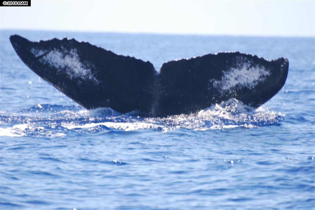 Kamaole Sands condo # 5-202, Kihei, Hawaii - photo 28 of 29