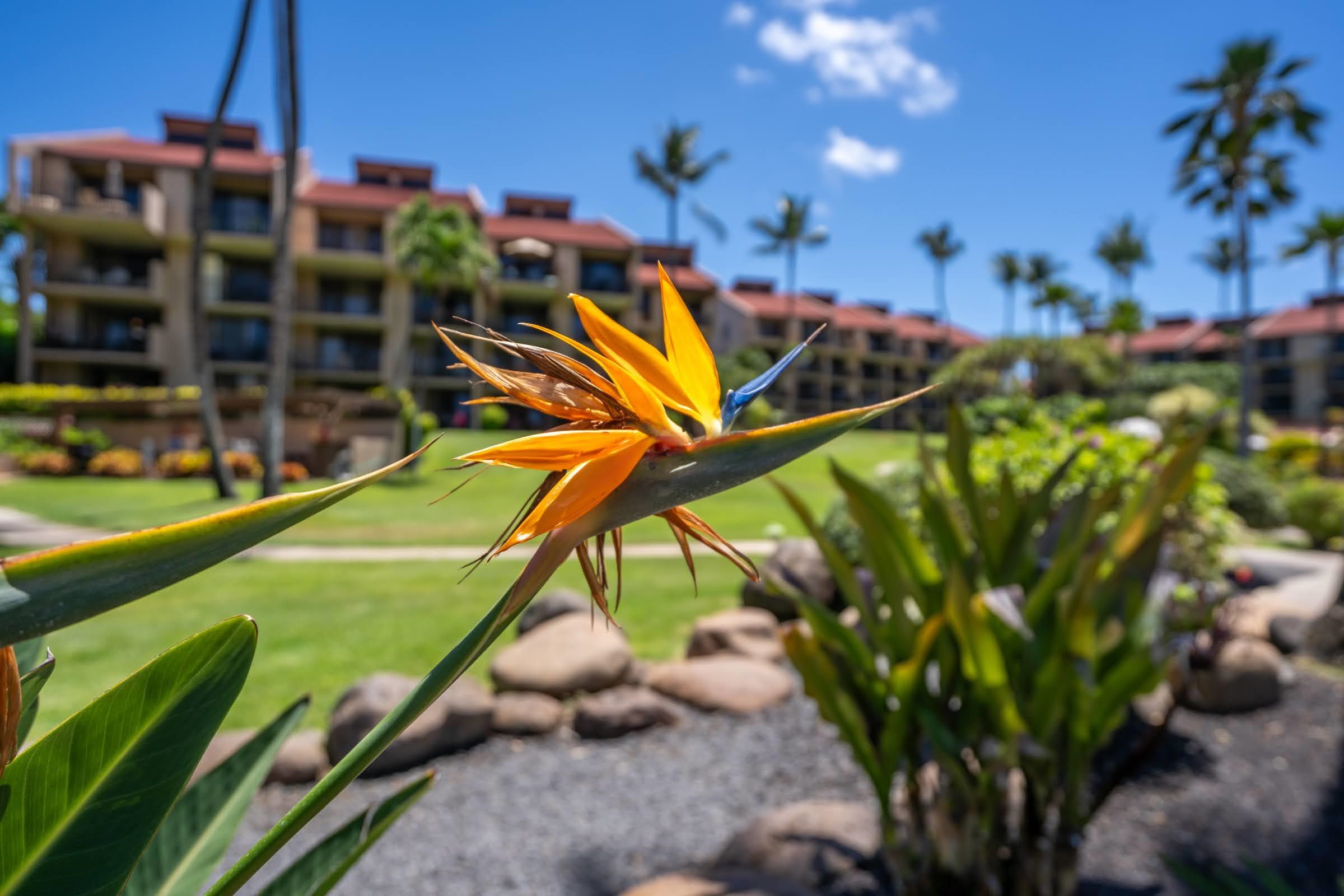 Kamaole Sands condo # 5306, Kihei, Hawaii - photo 33 of 38