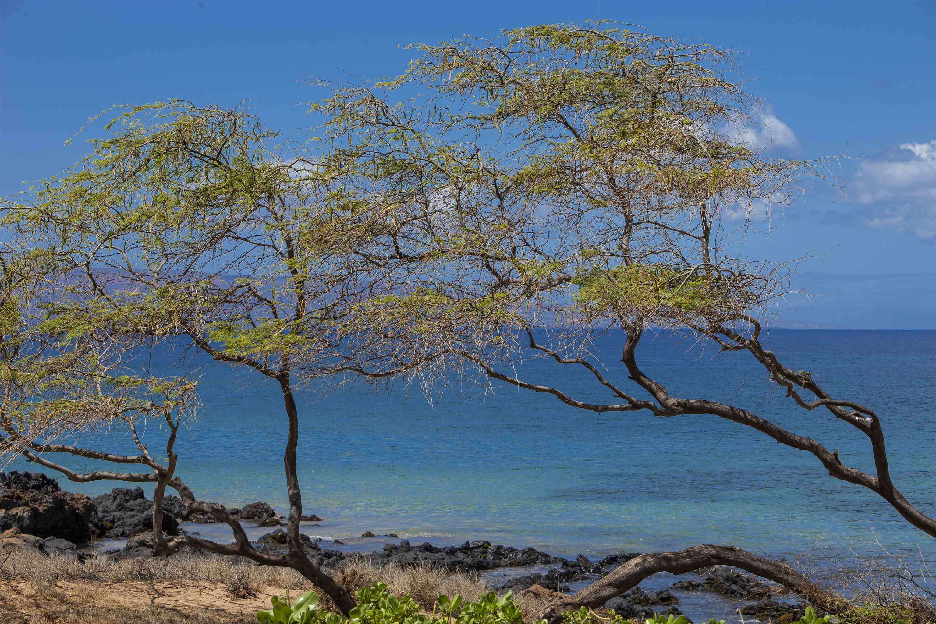 Kamaole Sands condo # 7308, Kihei, Hawaii - photo 34 of 42