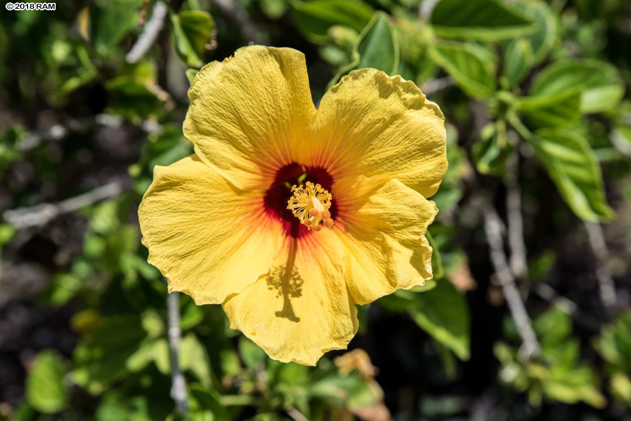 Kamaole Sands condo # 9-301, Kihei, Hawaii - photo 21 of 25