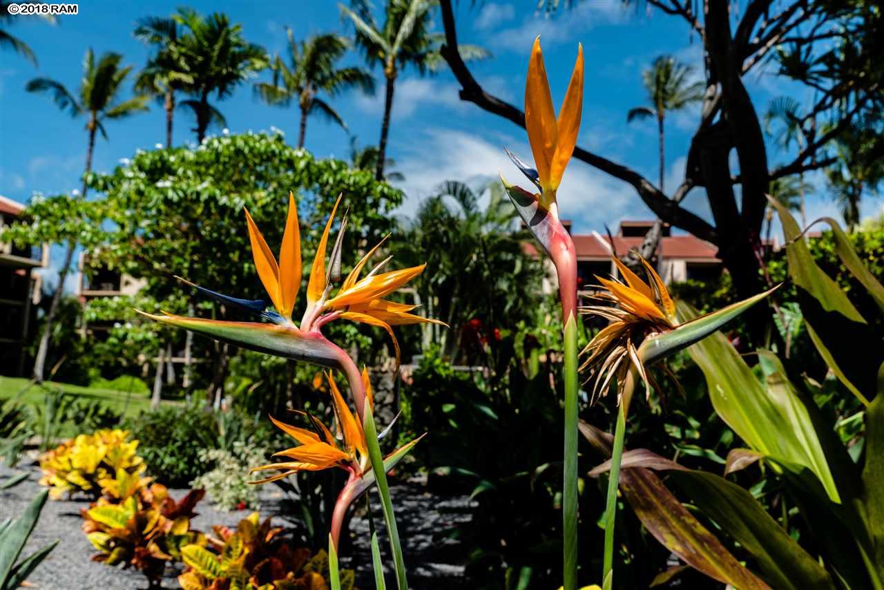 Kamaole Sands condo # 9-301, Kihei, Hawaii - photo 22 of 25