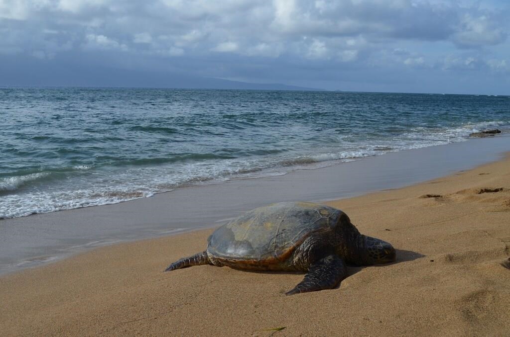 Hale Kamaole condo # 336, Kihei, Hawaii - photo 34 of 38