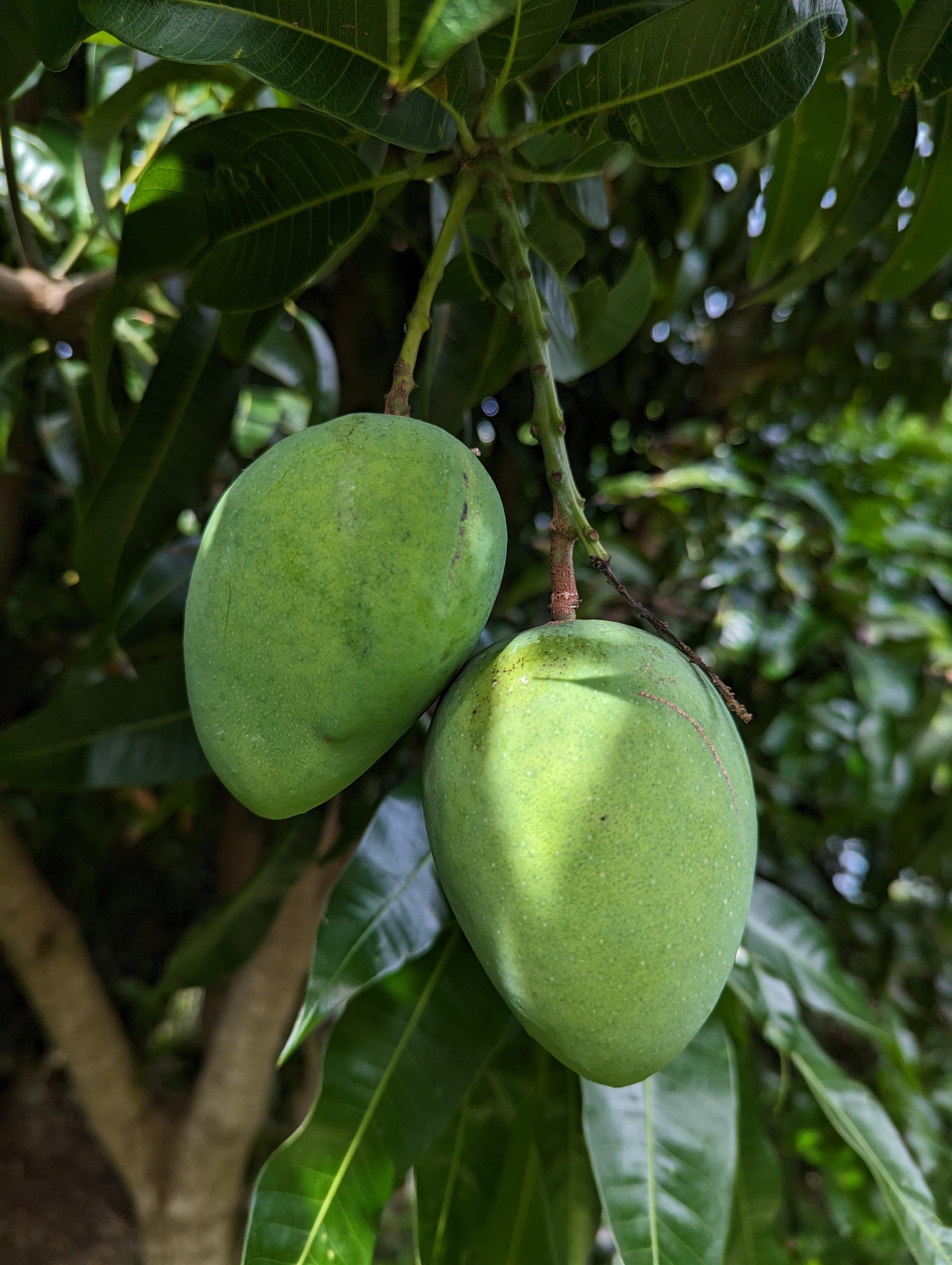 Liholani Golf Villas condo # #3, Makawao, Hawaii - photo 27 of 35