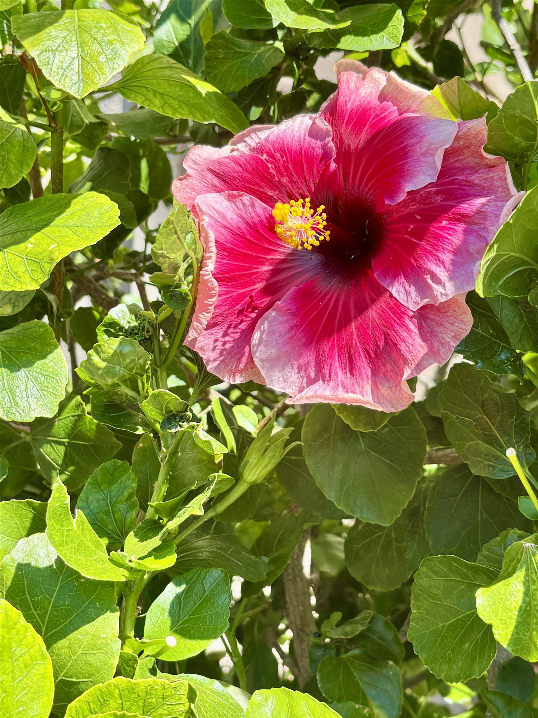 Kihei Shores condo # B-306, Kihei, Hawaii - photo 5 of 19